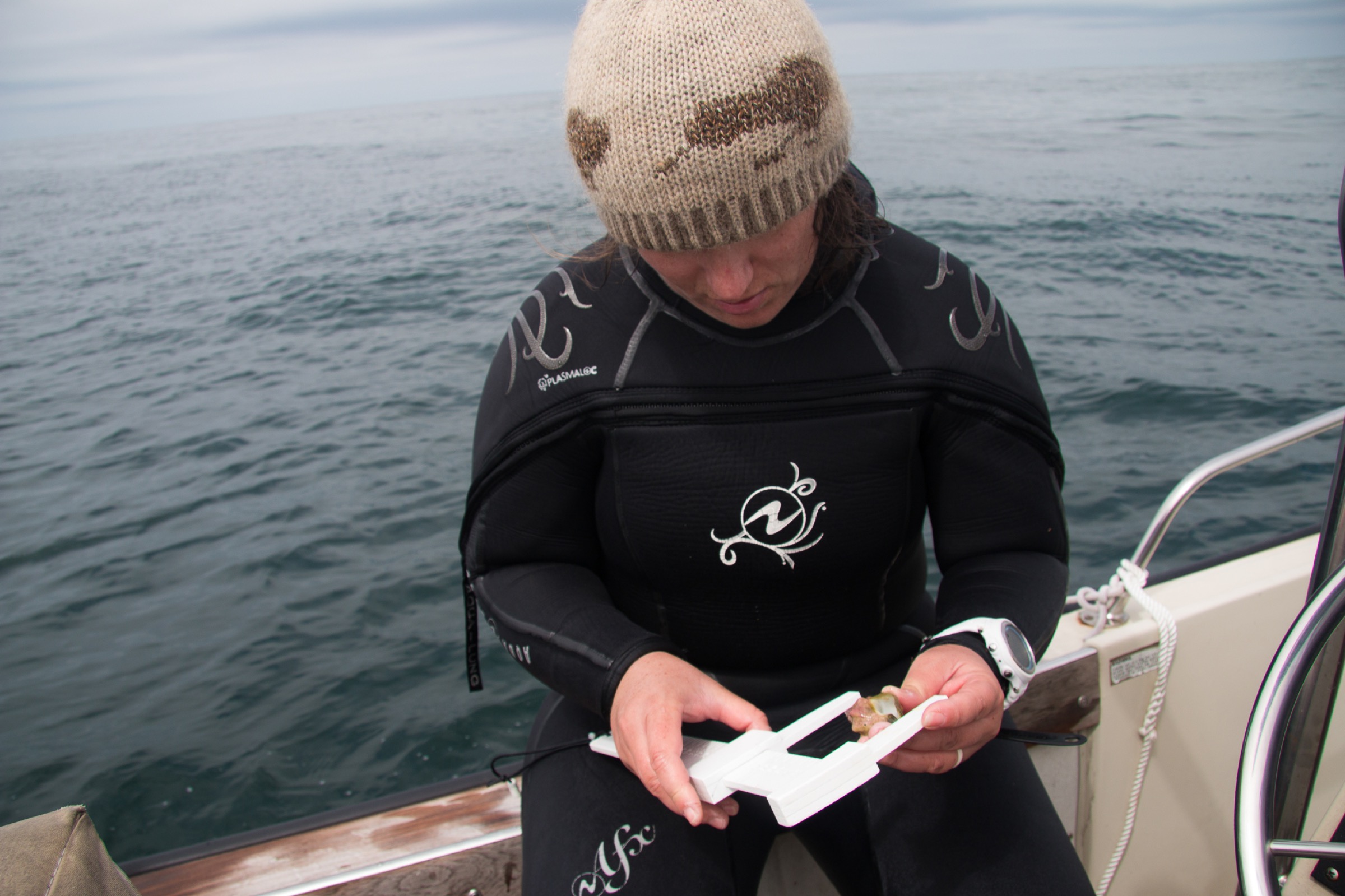 Marine scientist Jenny Hofmeister measures the length of a Kellet's whelk shell on board the Kelpfish. Photograph by Gloria Dickie.