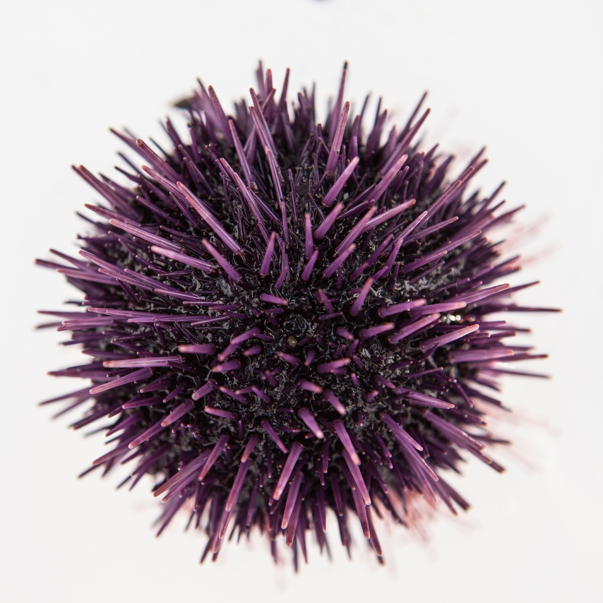 Purple sea urchins are commonly found from the coast of British Colombia all the way down to the Baja Peninsula of Mexico.