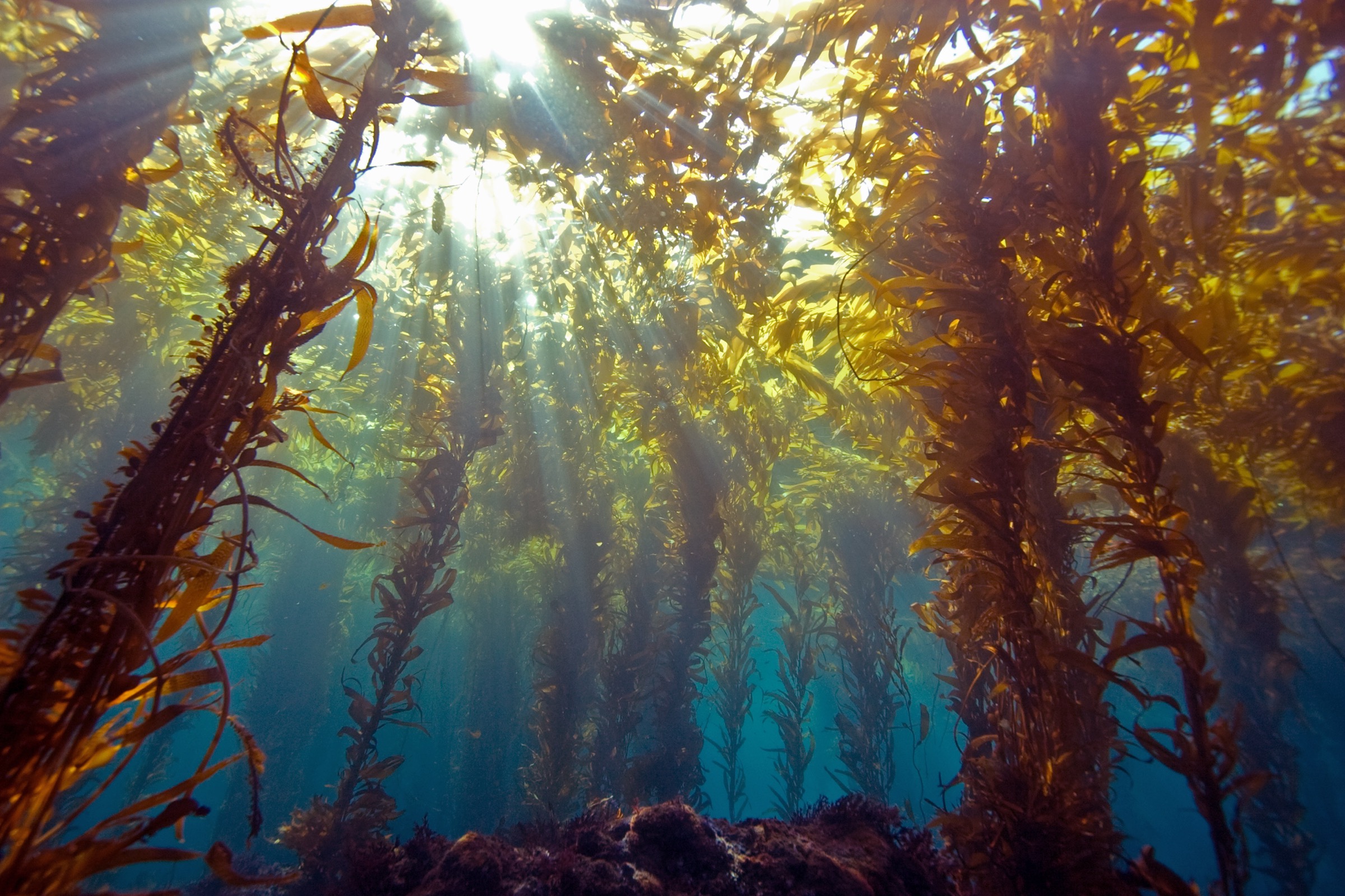 Sunlight streams through a kelp forest near Anacapa Island, off the Southern California coast. Photograph by Douglas Klug/Getty