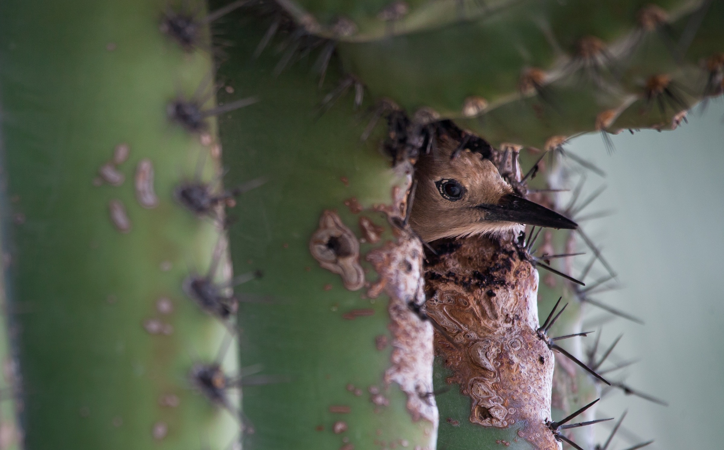 A gila woodpecker (Melanerpes uropygialis) in a saguaro cactus (Carnegiea gigantea) cavity. The saguaro is a keystone plant species in the Sonoran Desert, providing homes and food for many desert species. Photograph by Krista Schyler