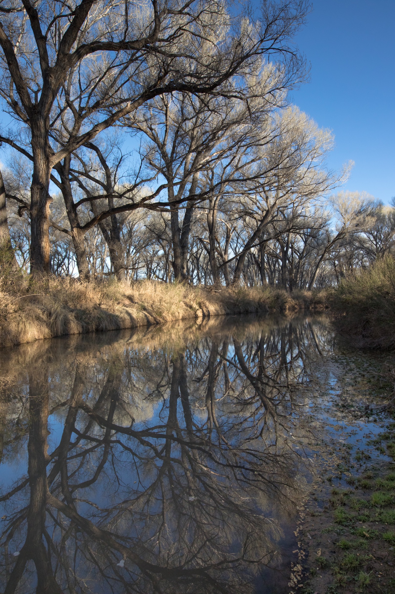 The San Pedro River is one of the last undammed rivers in the U.S. Southwest and one of the most important wildlife corridors between the U.S. and Mexico. Photograph by Krista Schyler