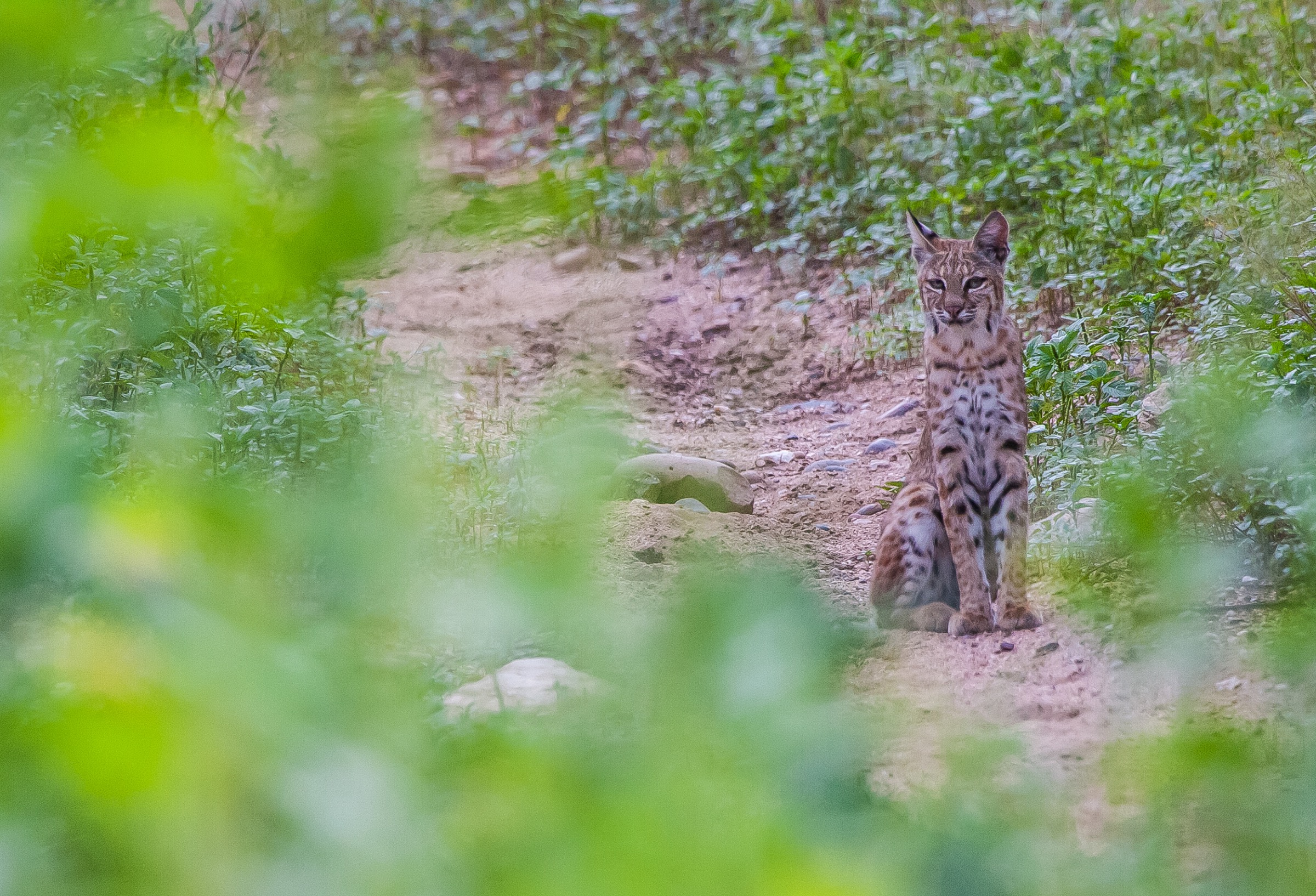 The bobcat (Lynx rufus) is one of five wild cat species that live in the borderlands of the U.S. and Mexico. With an essential need for large home ranges, cats require vast uninterrupted landscapes, or at least travel corridors between patches of habitat. Photograph by Krista Schyler