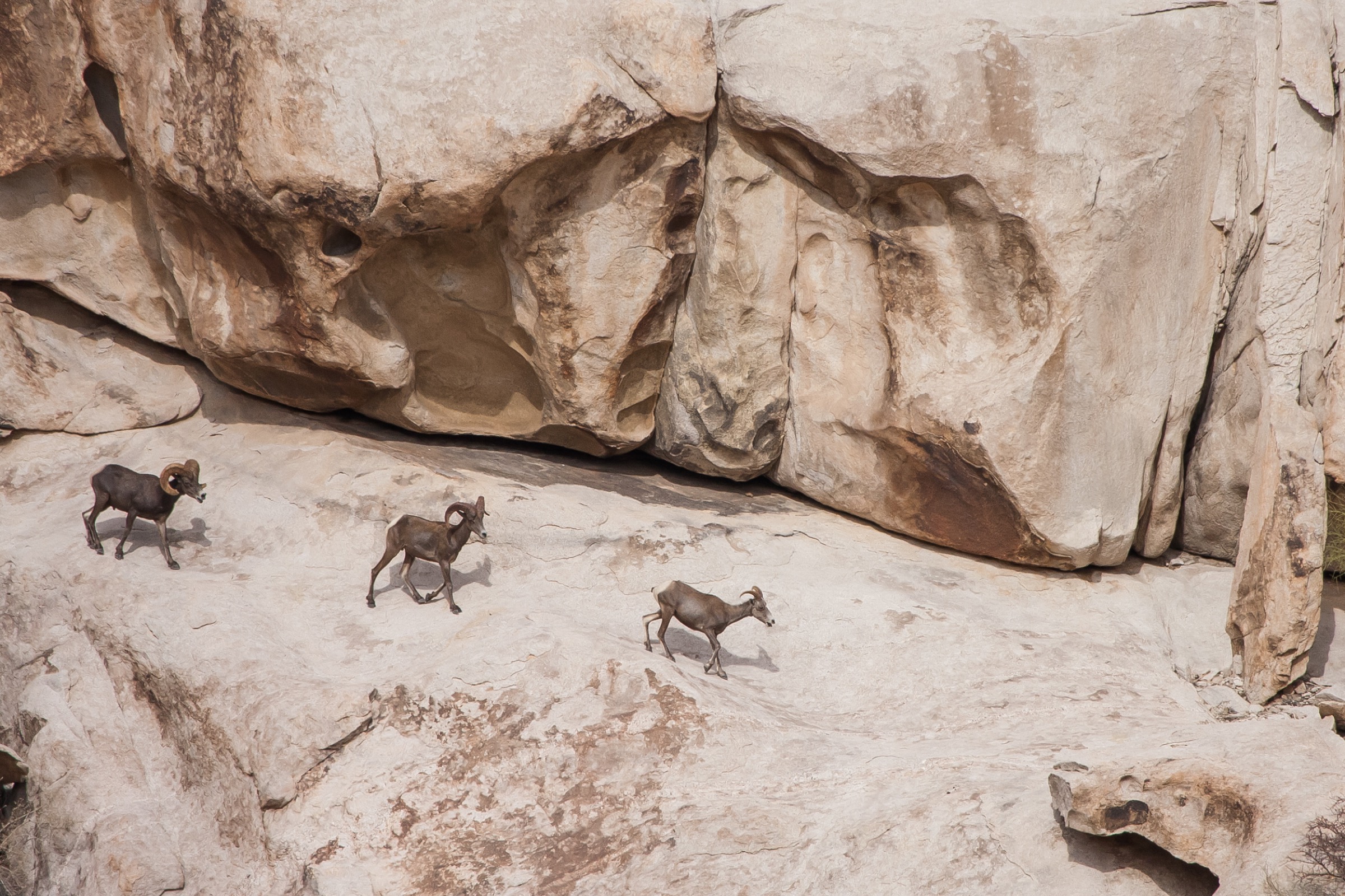 Bighorn sheep (Ovis canadensis) have become rare in the deserts of the Southwest and are nearly extinct in Mexico. The best hope for their continued survival are open travel corridors. These bighorns were photographed less than a mile from the border in southwestern Arizona, visiting a rare year-round water hole in the Tinajas Altas Mountains. Photograph by Krista Schyler