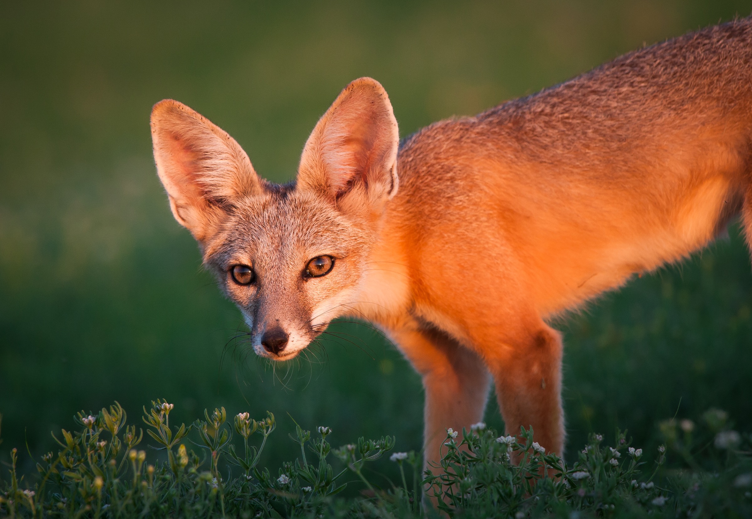 A young kit fox (Vulpes macrotis) stands alert in Janos grassland, Chihuahua, Mexico. This landscape is one of Mexico’s newest biosphere reserves, a status that recognizes the area’s rich biological diversity. Photograph by Krista Schyler