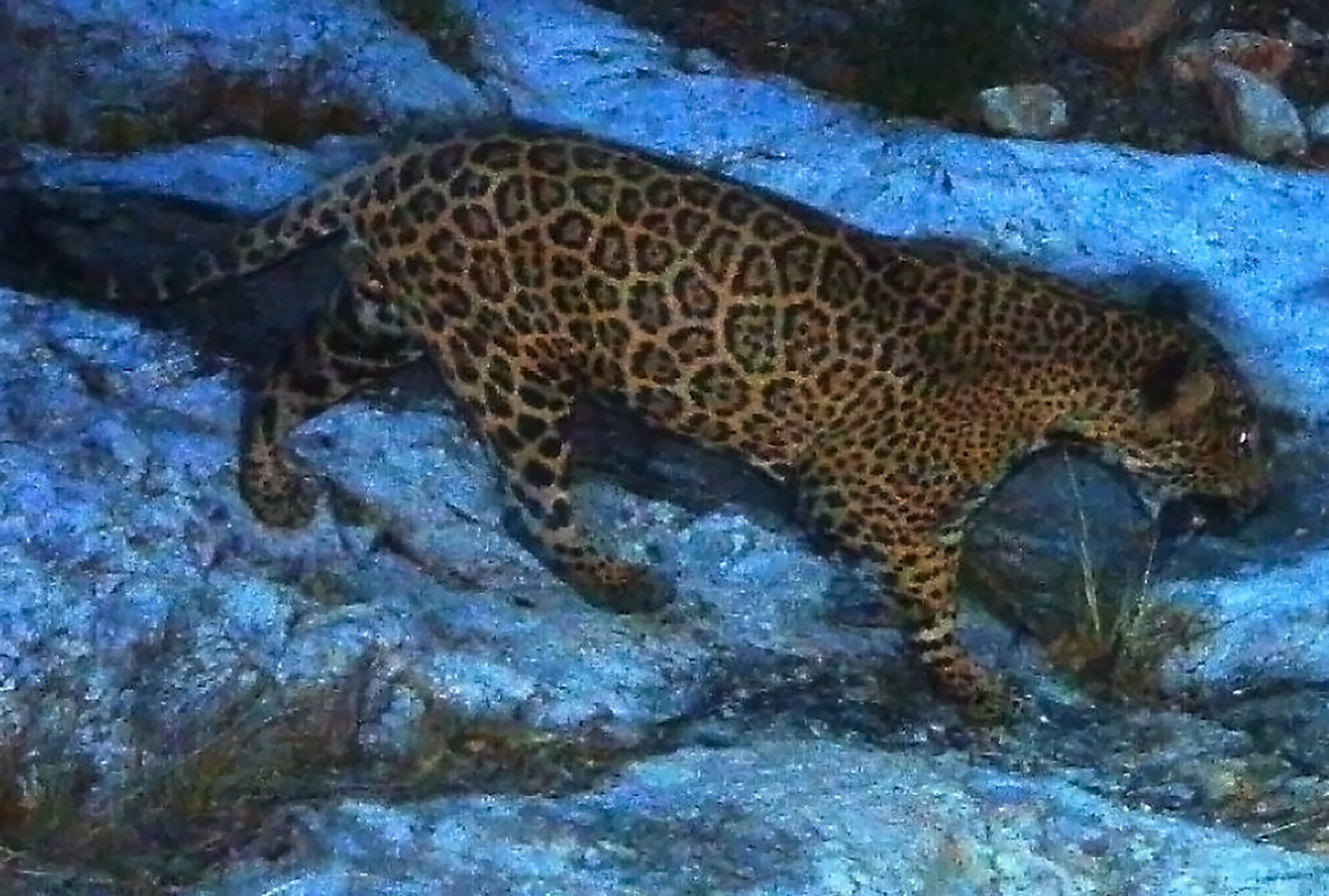 This male jaguar was photographed by a camera trap in the Santa Rita Mountains near Tucson, Arizona in April 2014, as part of a U.S. Fish and Wildlife Service/Department of Homeland Security-funded jaguar survey conducted by University of Arizona. This particular individual has been photographed repeatedly in the Santa Rita Mountains. Photograph courtesy of University of Arizona and the U.S. Fish & Wildlife Service