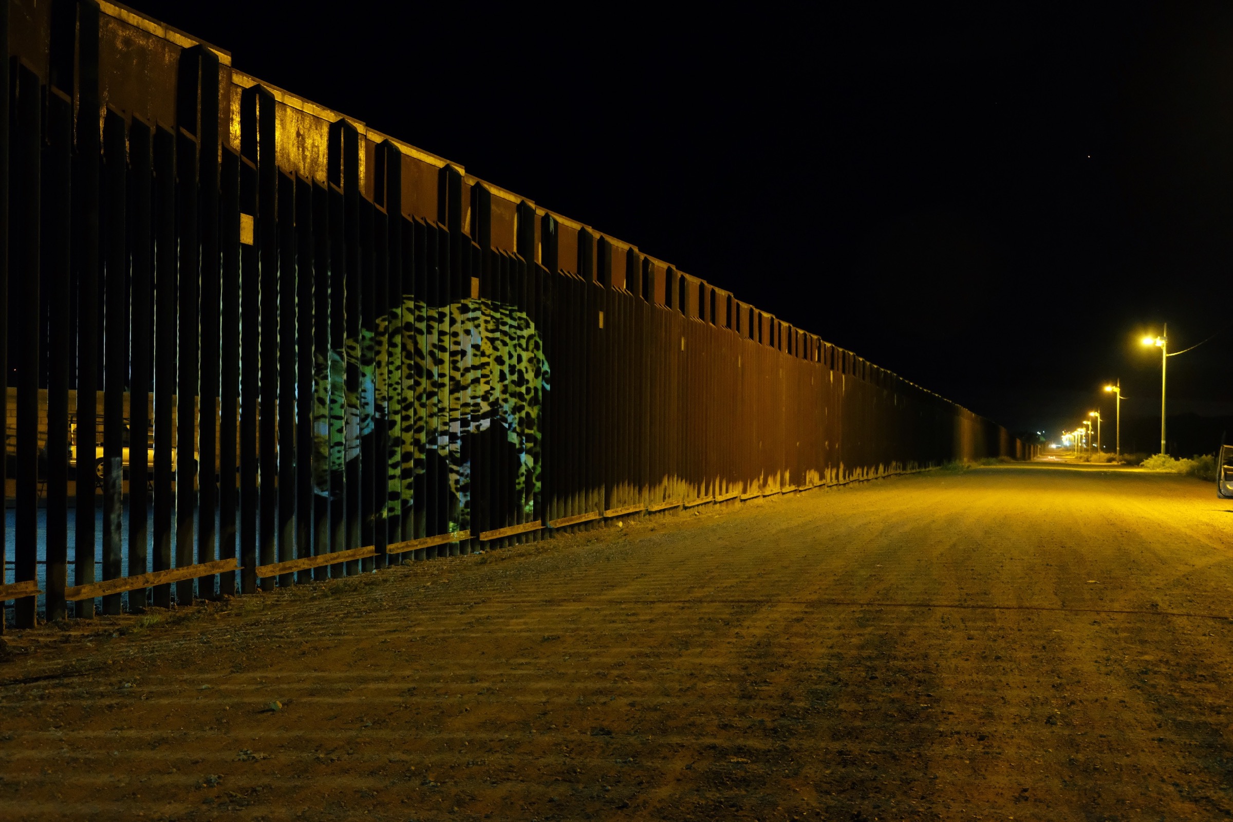 An photo of a wild jaguar captured by a camera trap is projected onto the border fence between Douglas, Arizona and Agua Prieta, Mexico during an event organized by the Northern Jaguar Project. Photograph by Julian Smith