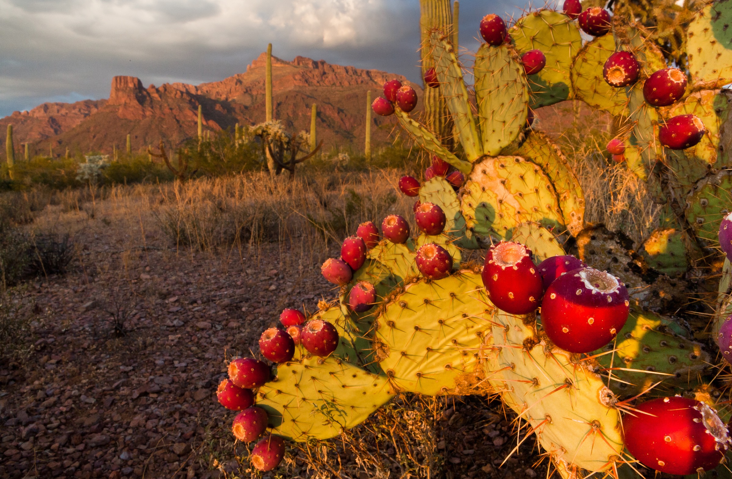 A fruiting prickly pear cactus (Opuntia spp.) in Organ Pipe Cactus National Monument, Arizona, along the border with Sonora, Mexico. Photograph by Krista Schyler