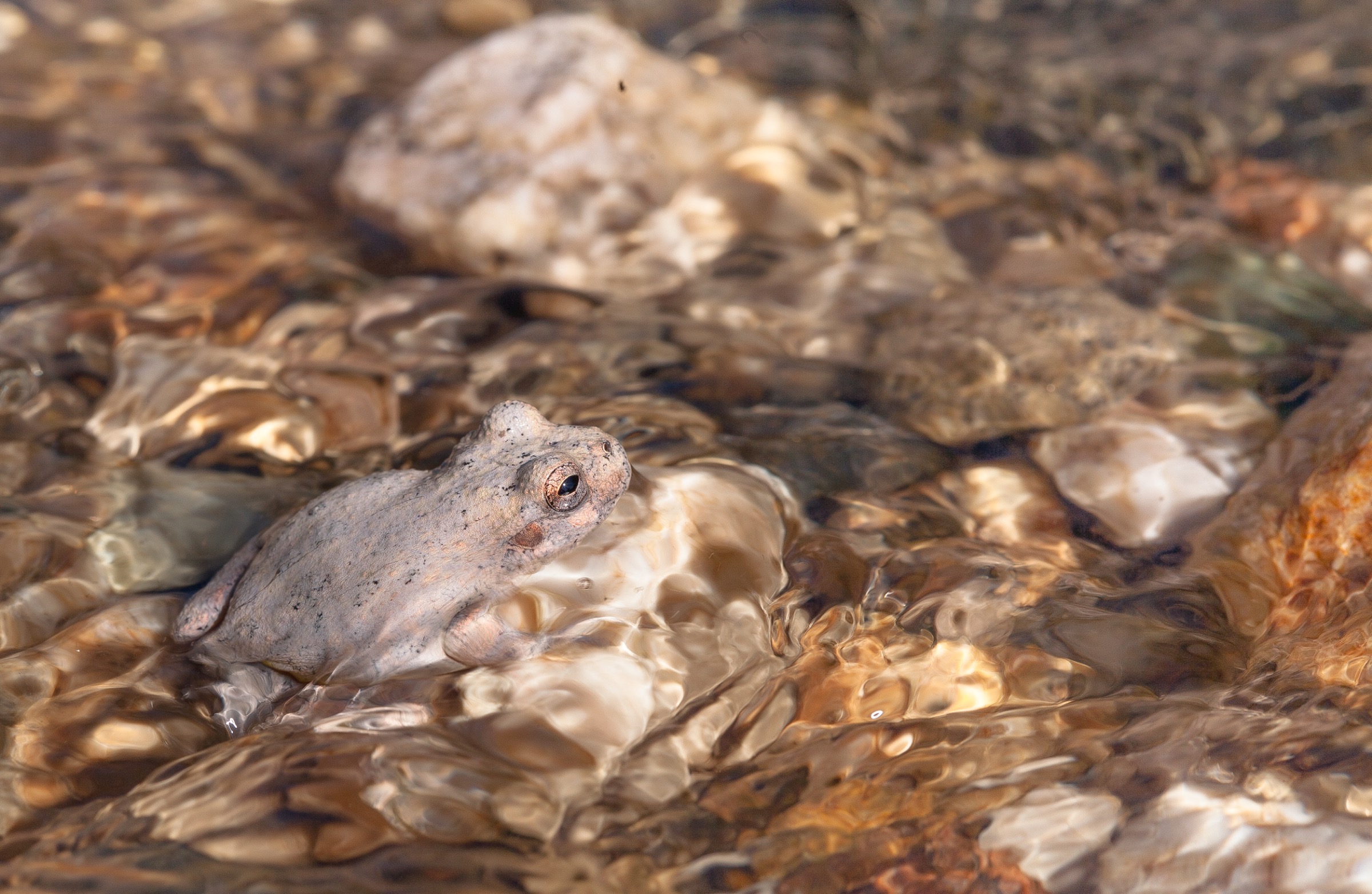A canyon tree frog (Hyla arenicolor) in a desert stream in the Catalina Mountain foothills, Arizona—Photograph by Krista Schyler