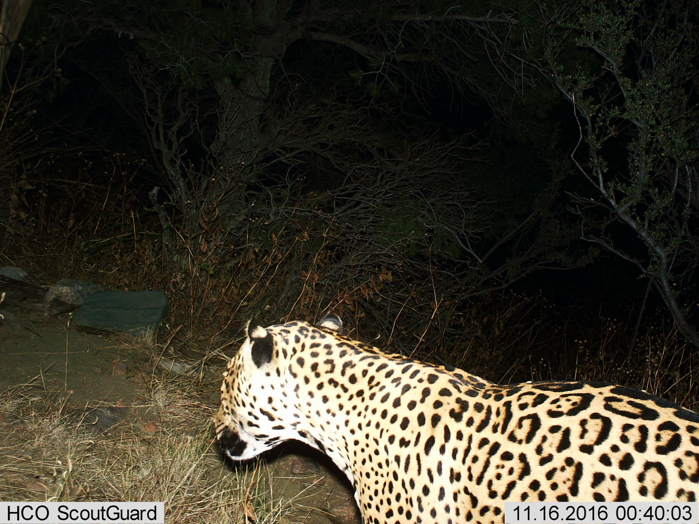 This jaguar was photographed by a camera trap in the Dos Cabezas Mountains of southeastern Arizona in November 2016. This is first photograph of this individual and represents the 7th known jaguar documented in the U.S. since 1996. The sex of the animal can not be determined from the photo. Photograph courtesy of the Bureau of Land Management