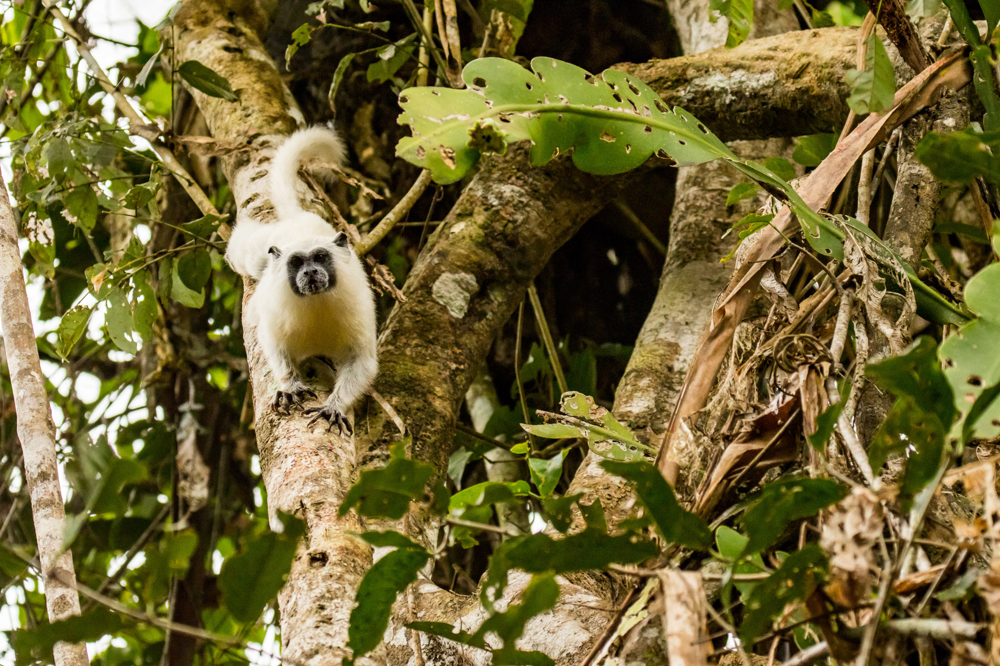 Small rainforest primates, such as this white tamarin (Leontocebus weddelli melanoleucus) are not hunted by locals and are still abundant in the Juruá watershed.