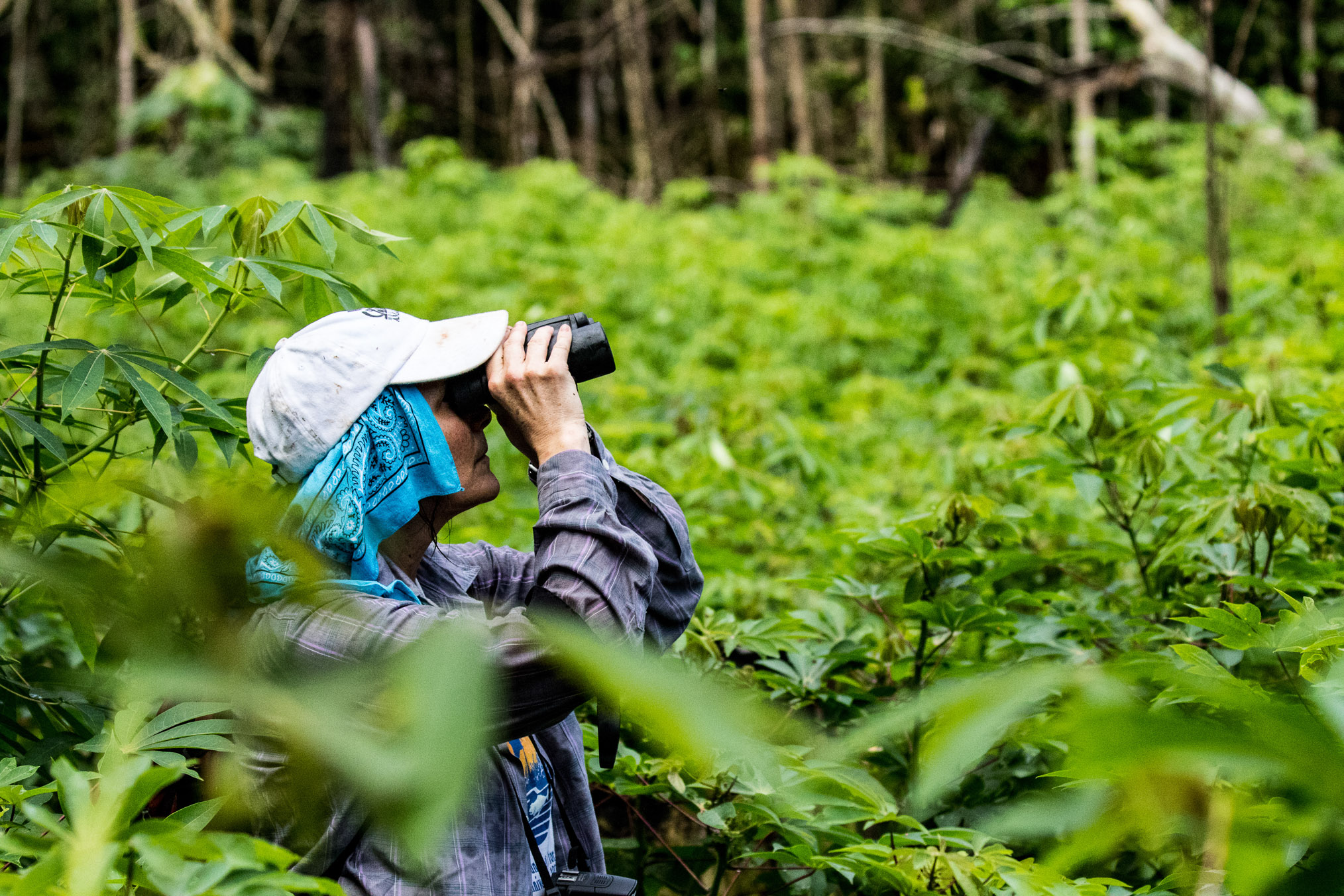 Laura Marsh looks for monkeys in the forest surrounding a manioc field a few kilometers from a village.