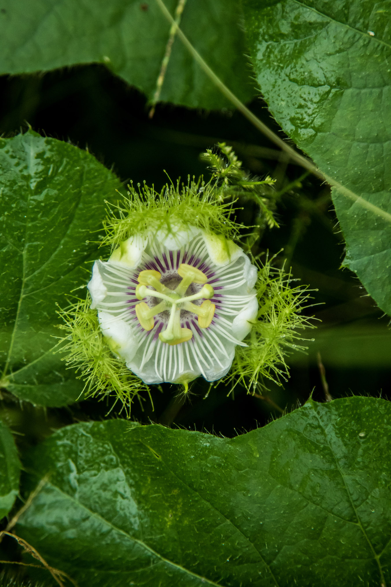 A native passionfruit flower blooms along a trail in the forest.