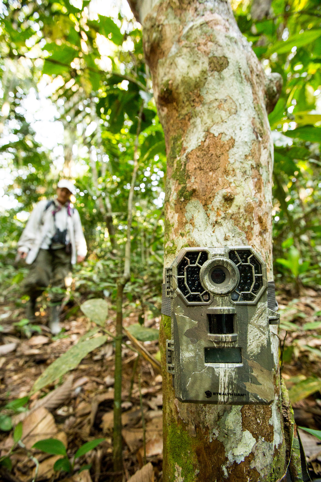 The scientists set camera traps to collect data on mammals such as tapir, paca, deer, agoutis, tayra, peccaries, and pumas that visit salt and clay licks in the Juruá watershed.