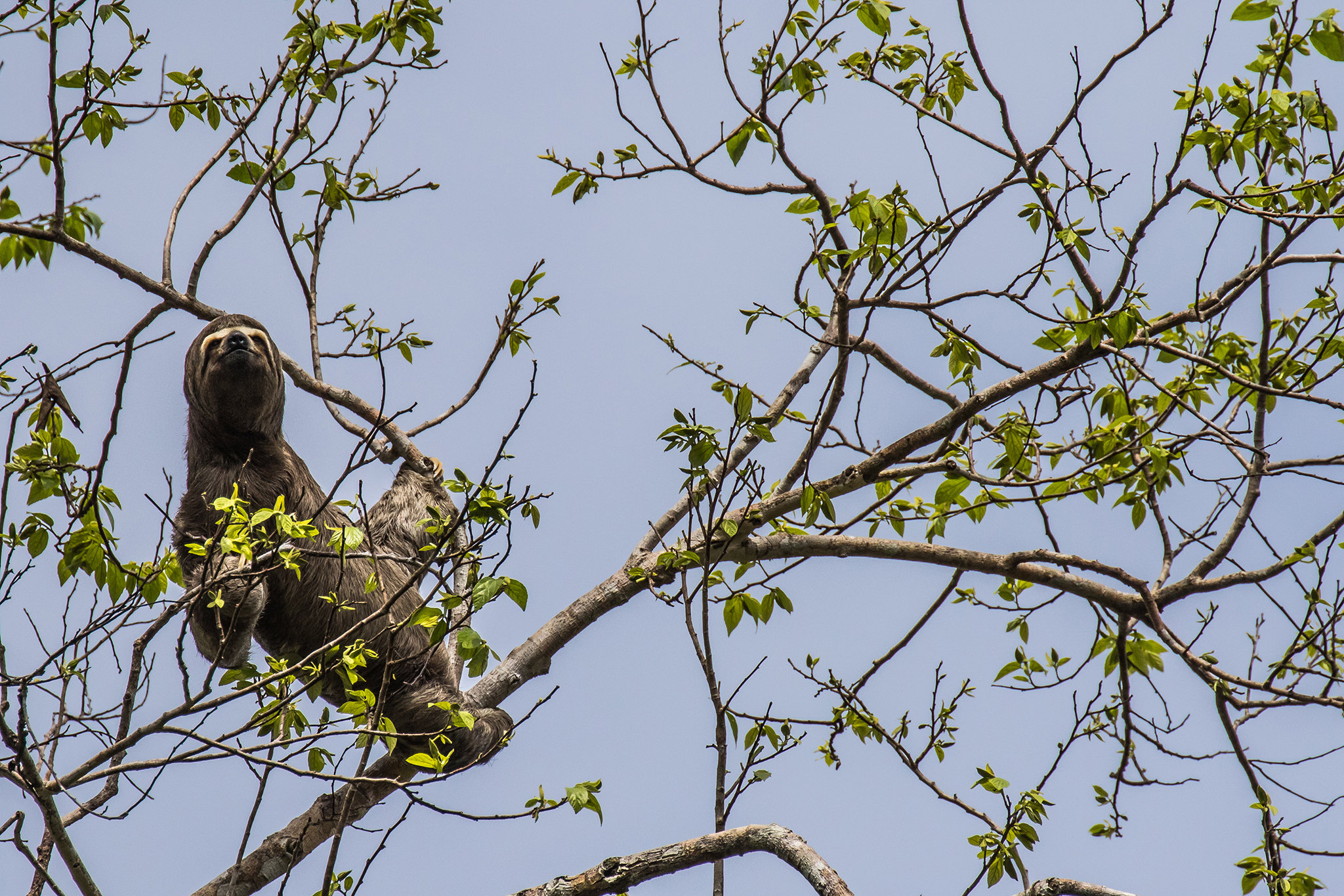 A three-toed sloth (Bradypus variegatus) pauses from a lengthy scratch to look down at the scientists surveying from a boat below. Sloths, anteaters, toucans, macaws, and monkeys are some of the more charismatic animals that inhabit the forest canopy along the Rio Eiru.