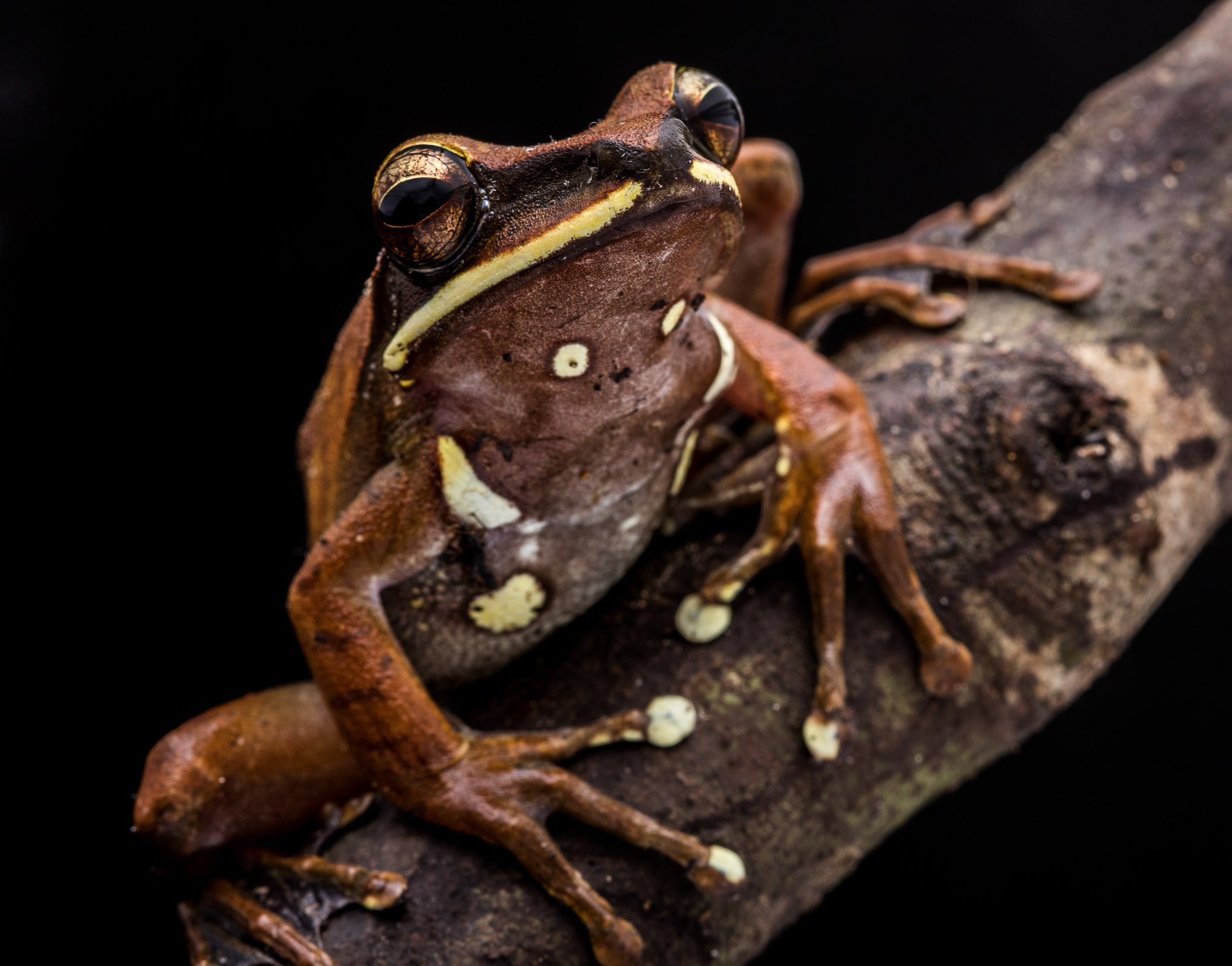 While mammals are the primary focus of the expedition, scientists also document other creatures encountered along their route.