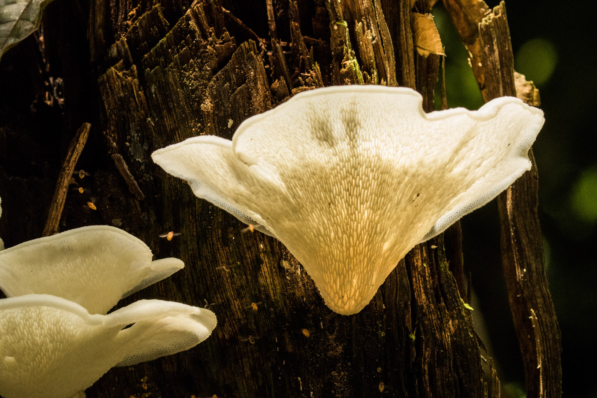 Fungus and insects make quick work of dead trees in the Amazon rainforest.