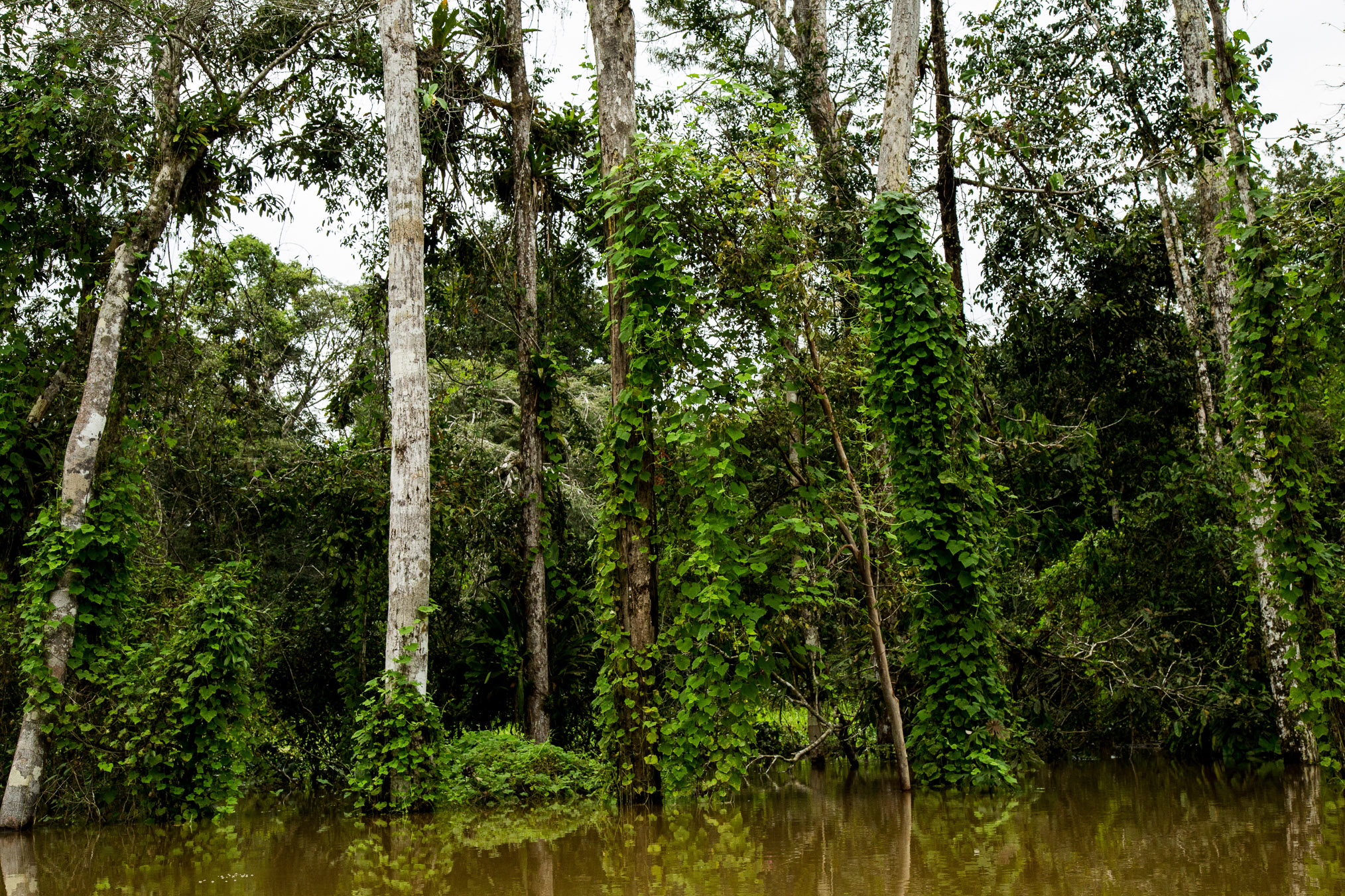 Morning glory vines create thick mats on nearly every vertical surface of the flooded forest.