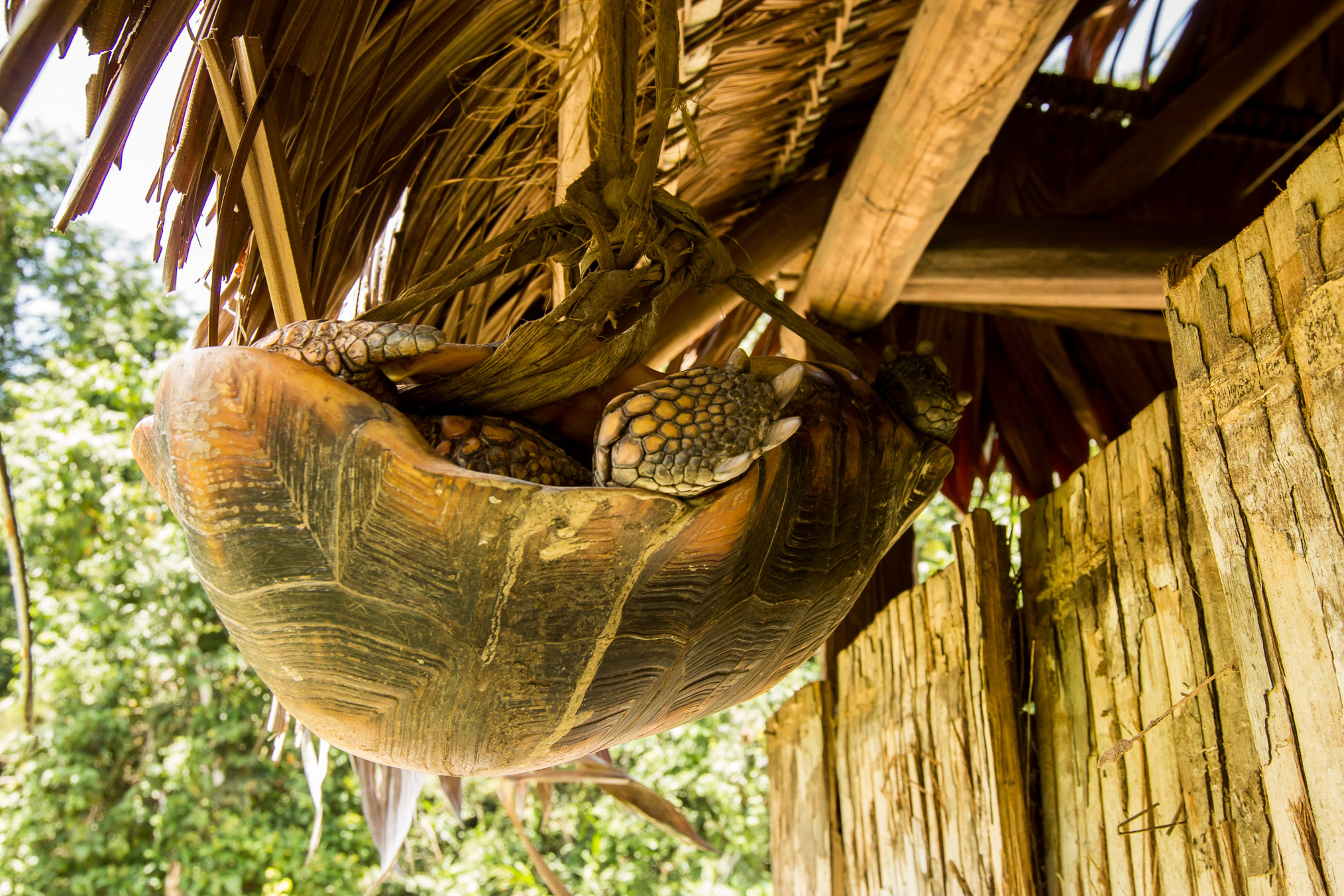 A jambuti, or rainforest tortoise, slated for the dinner plate, hangs from the eave of a family’s house. Bushmeat is the main source of protein in subsistence villages and a popular restaurant menu item in Amazonian cities.