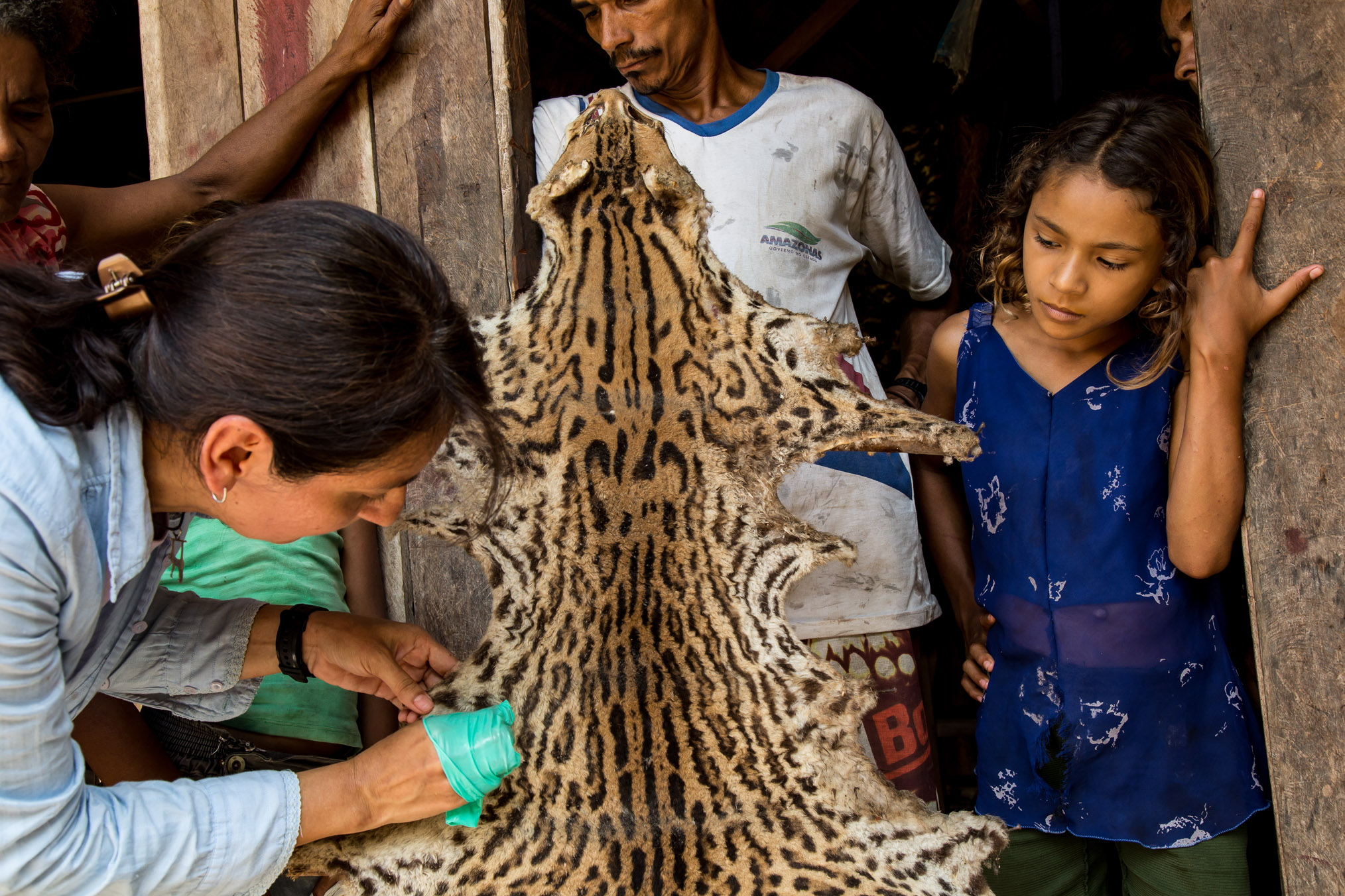 Alejandra Duarte takes a hair sample from a cat pelt. Some riberinhos live in isolated homes, eating only what they can hunt and grow.