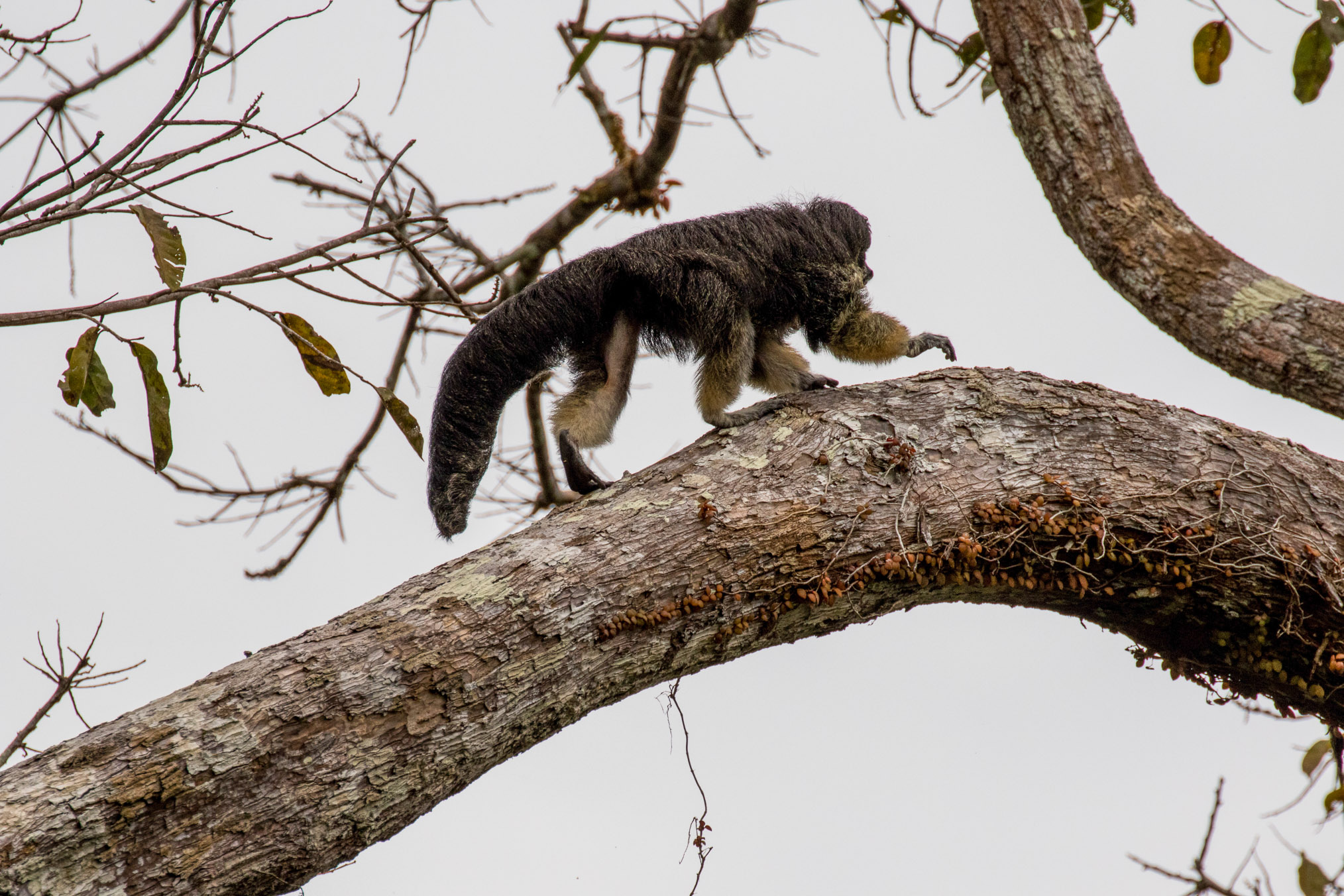 A male Vanzolini saki monkey retreats after being spotted by the researchers. For the first time in 80 years, the Houseboat Amazon expedition documented Vanzolini sakis living along the Eiru River.