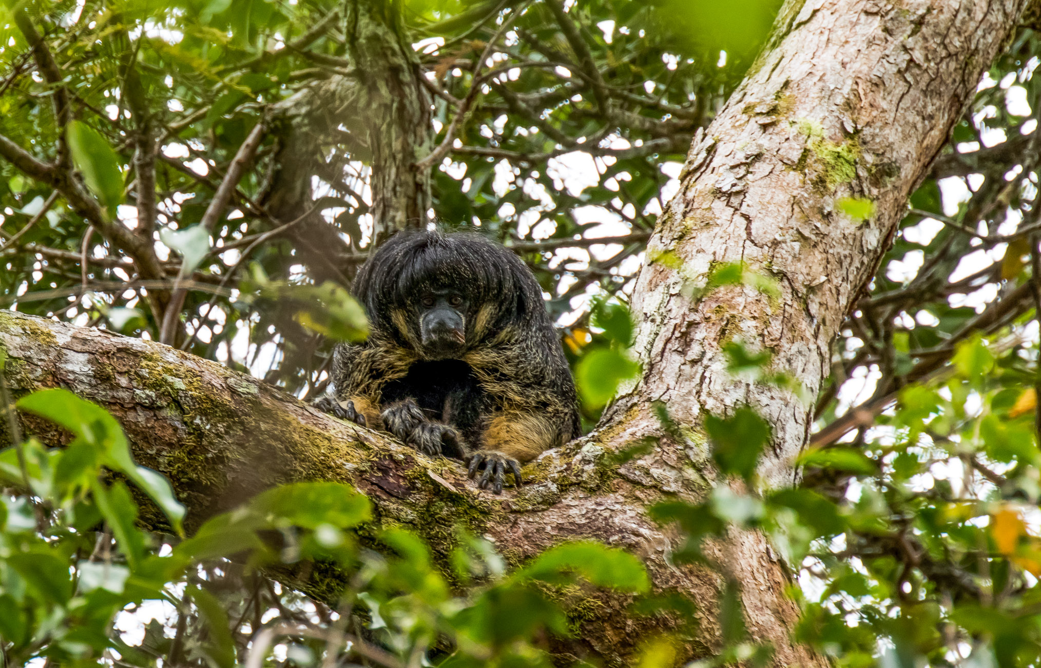 A female Vanzolini saki monkey settles in to watch the researchers.