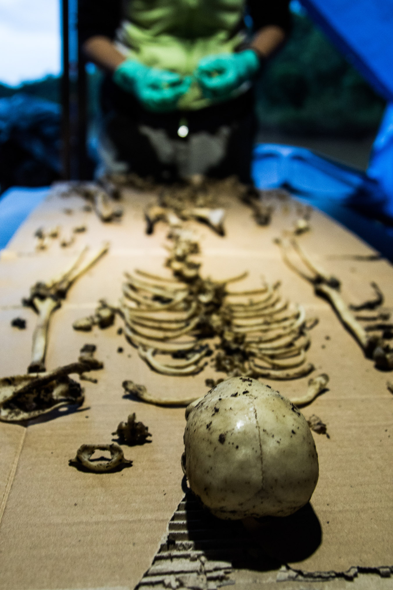 Alejandra Duarte cleans and organizes the skeleton of a juvenile spider monkey found under a tree during that day’s survey. Bones, scat, hair samples, and pelts found in the forest or collected from hunters are sent to the Mamirauá Institute for further research.