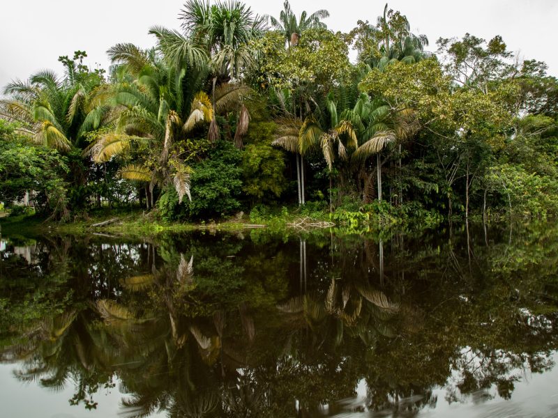 Palm trees line the banks of a black-water river outside of Eirunepé.