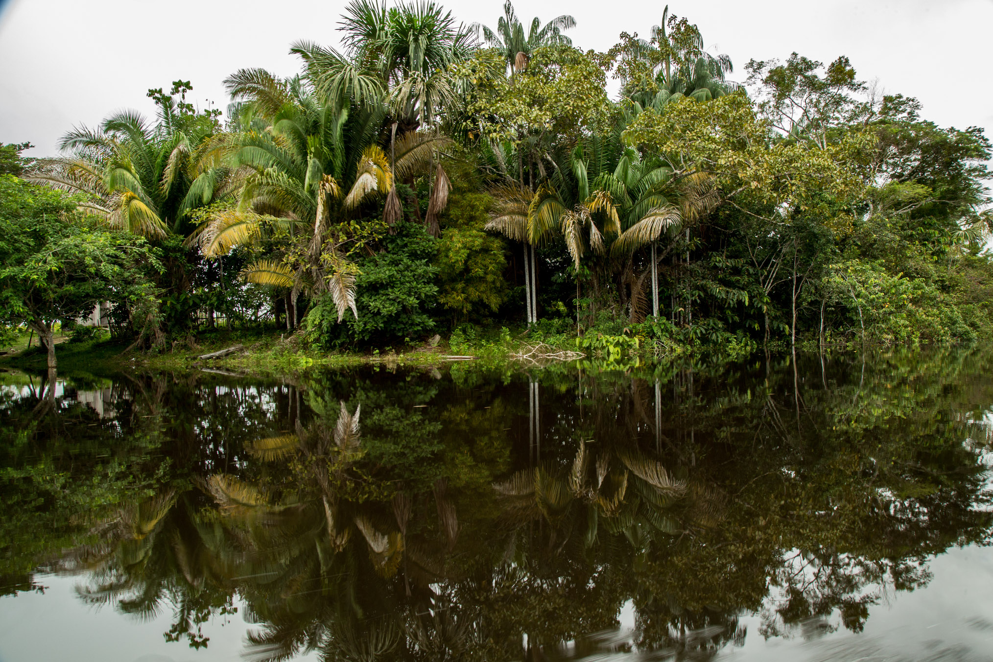 Palm trees line the banks of a black-water river outside of Eirunepé.