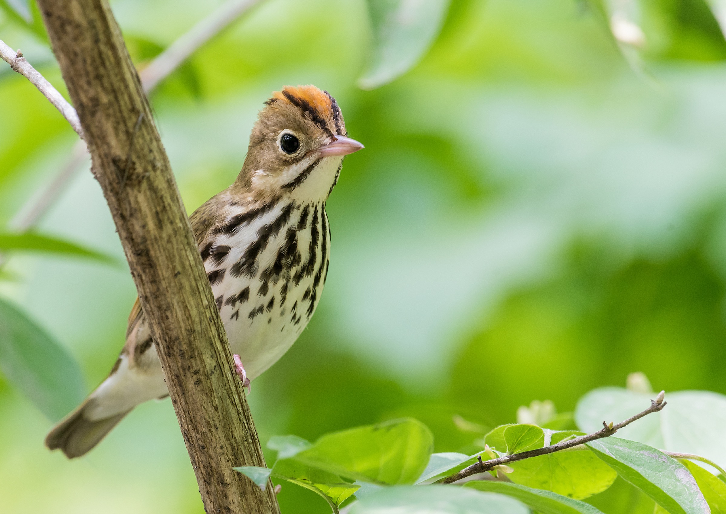 The ovenbird (Seiurus aurocapilla)—a migratory songbird that breeds in eastern North America and winters in Central and South America—is one of 14 species that Gonzalez and his team have profiled in an effort to inform urban-planning decisions around Montreal. Photograph by Larry Keller/Getty