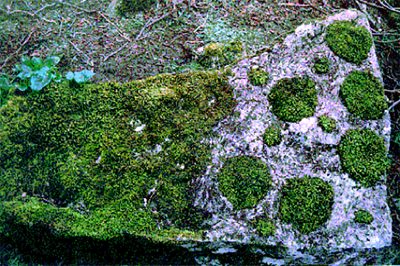A test plot of fragmented moss habitat—Photograph courtesy of Andrew Gonzalez