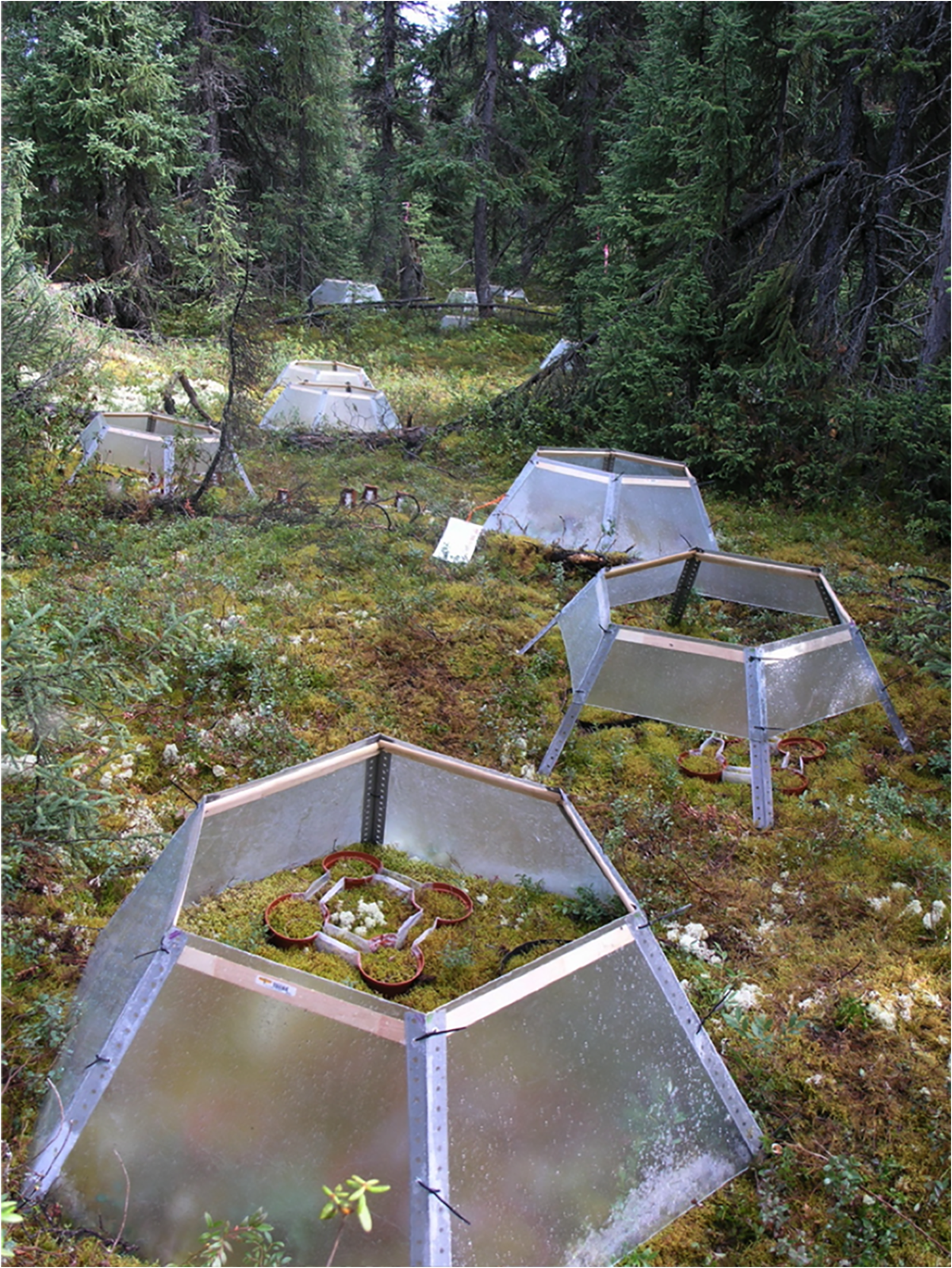 An experimental plot from Andy Gonzalez’s connectivity research in the taiga of Canada’s boreal forest—Photograph courtesy of Andy Gonzalez