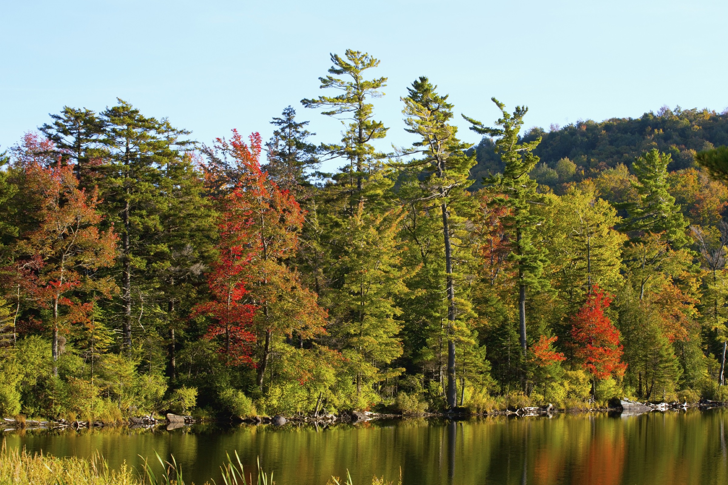 Gonzalez’s ecological model takes into account the roles that forests, lakes, and streams serve in supporting vulnerable species in and around Montreal, Quebec. Photograph by David Chapman
