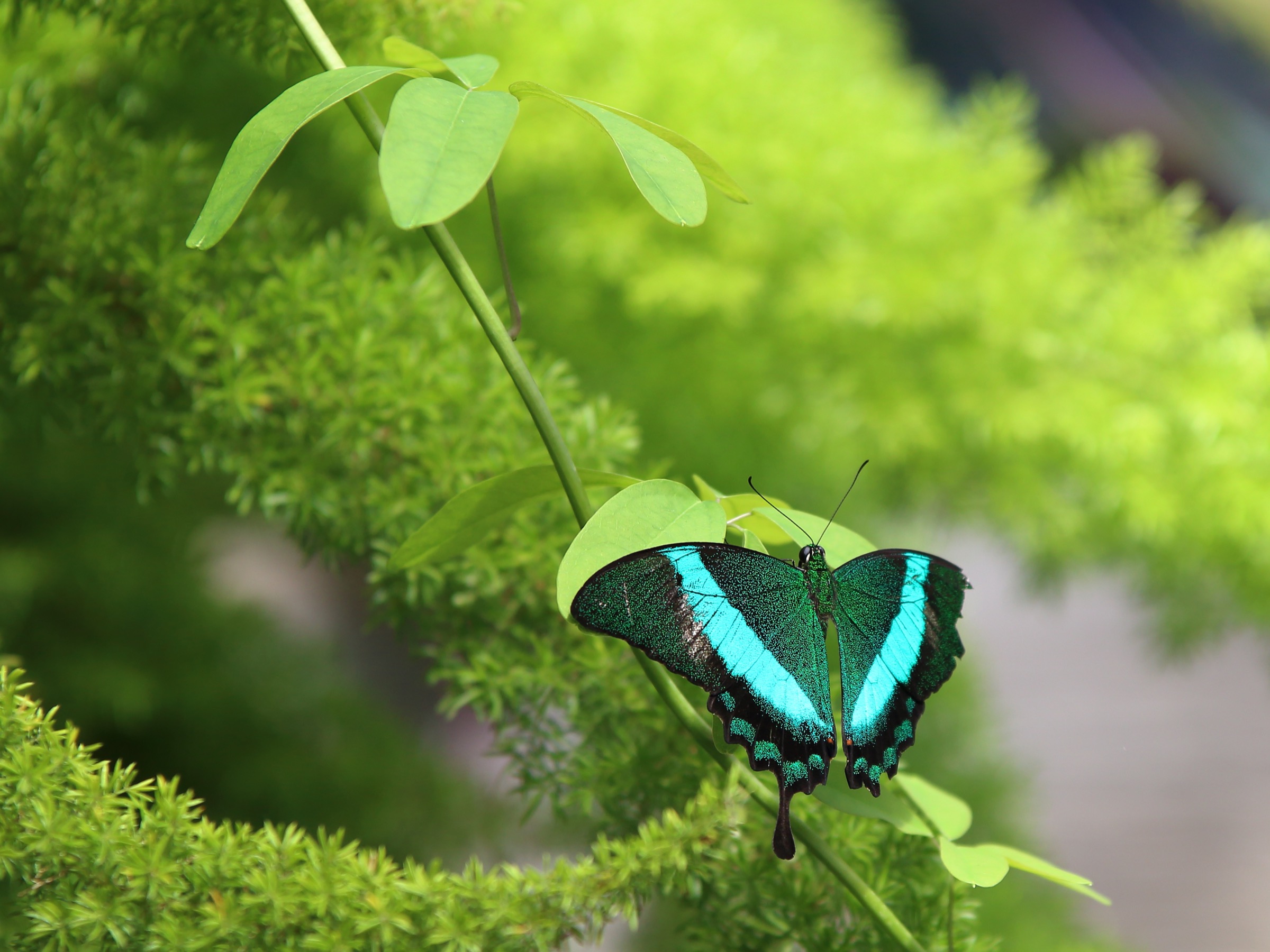 While not all corridors are suitable for bears and wolves, Gonzalez’s model considers the movement patterns of smaller species, like butterflies and birds, as well. Photograph by Simon Desrochers/EyeEm/Getty
