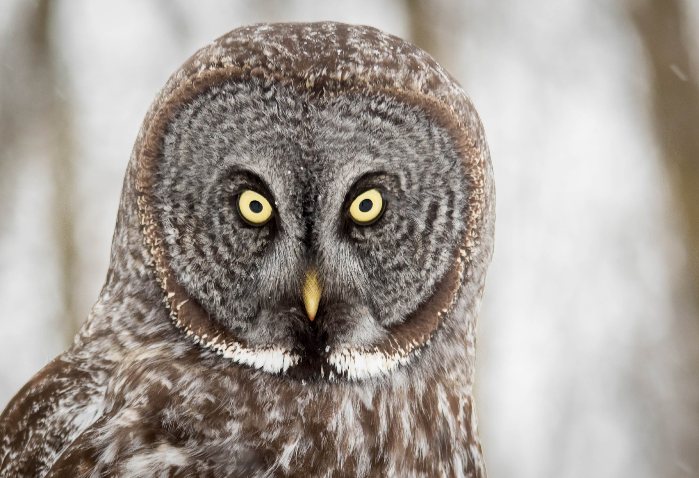 The great grey owl (Strix nebulosa), a top predator in the region, is a sign of a healthy ecosystem. Photograph by fireman23/Getty