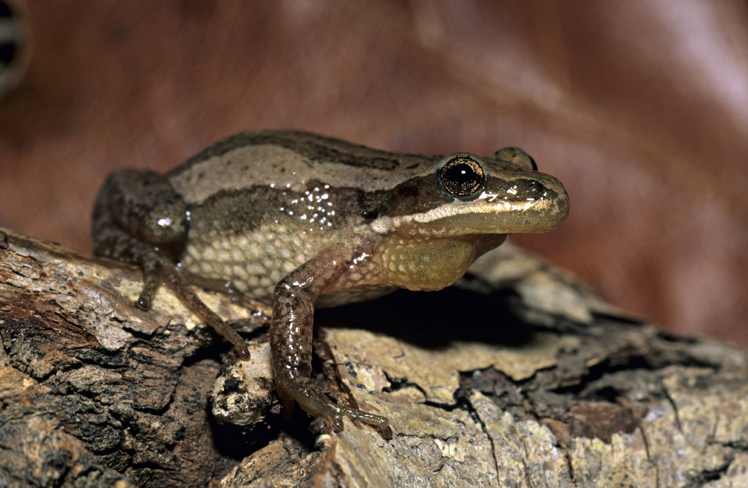 Although it’s plentiful in many other parts of North America, the western chorus frog (Pseudacris triseriata) may very well be a living fossil in Montreal unless urban planners take the species’ habitat into account. Photograph by James Gerholdt/Getty