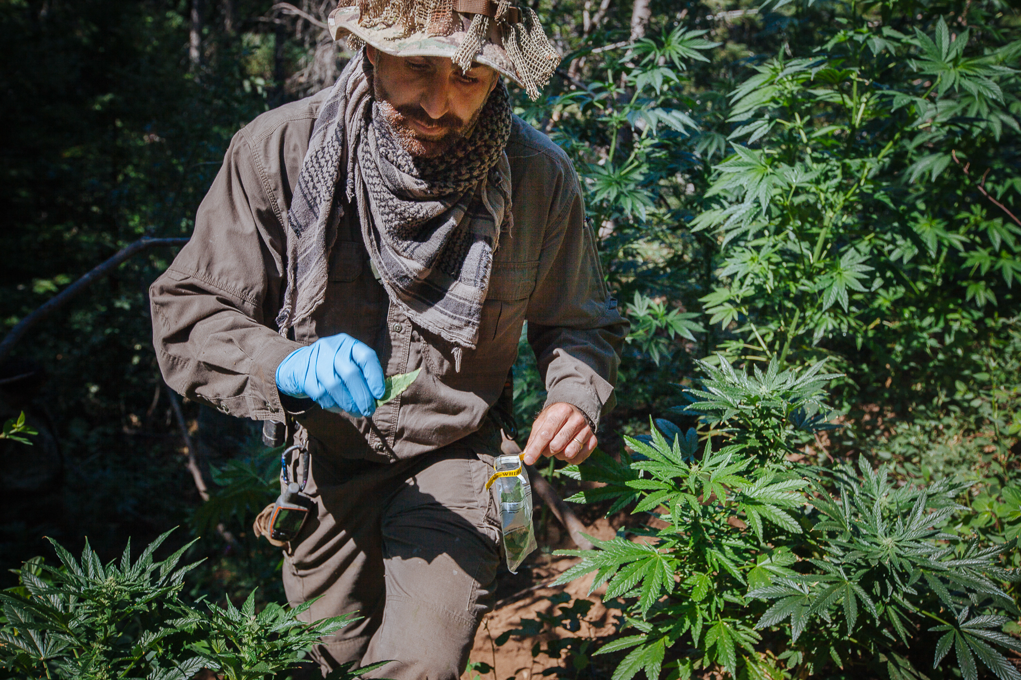 Dr. Mourad Gabriel picks leaves from marijuana plants across an illegal grow in Plumas National Forest. He will analyze the leaves for signs of illegal pesticides on the plants.