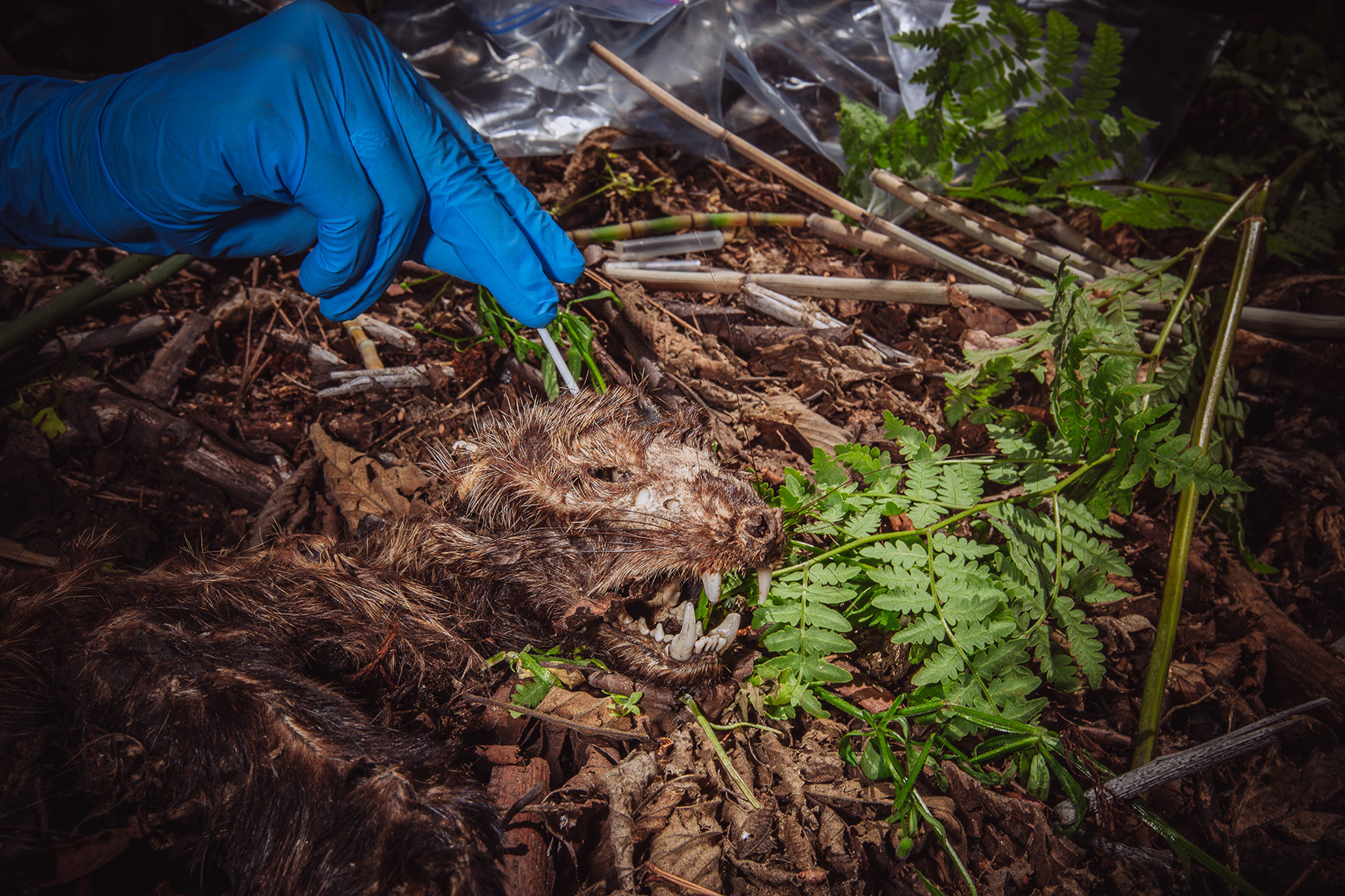 A biologist with the U.S. Forest Service swabs the skull of a dead Pacific fisher found in Sierra National Forest. Rodenticides are found in more than 85 percent of fishers tested, and are likely a contributing factor to deaths previously attributed to natural causes.