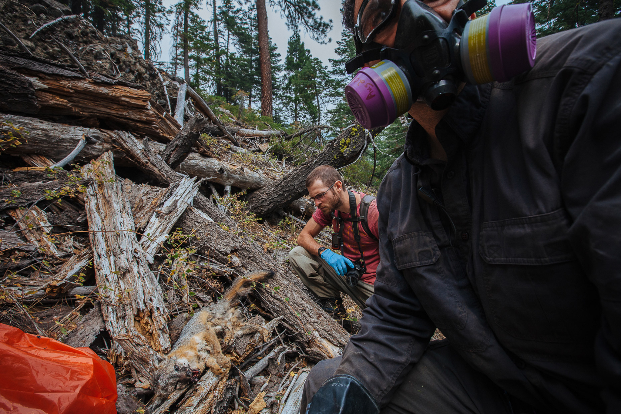 Mourad Gabriel and his team discover the still fresh body of a dead fox just a few hundred feet away from a stash of suspected poison. The fox shows clear signs of rodenticide poisoning.