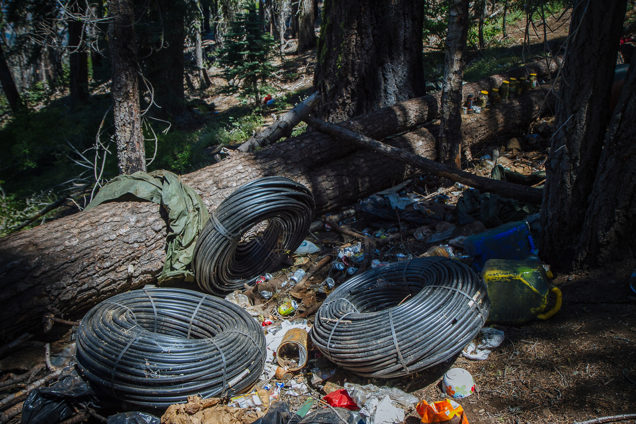 Growers typically camp in close proximity to the fields they manage. These camps contain months’ worth of supplies, including food, pesticides, rat poisons, and irrigation tubing.