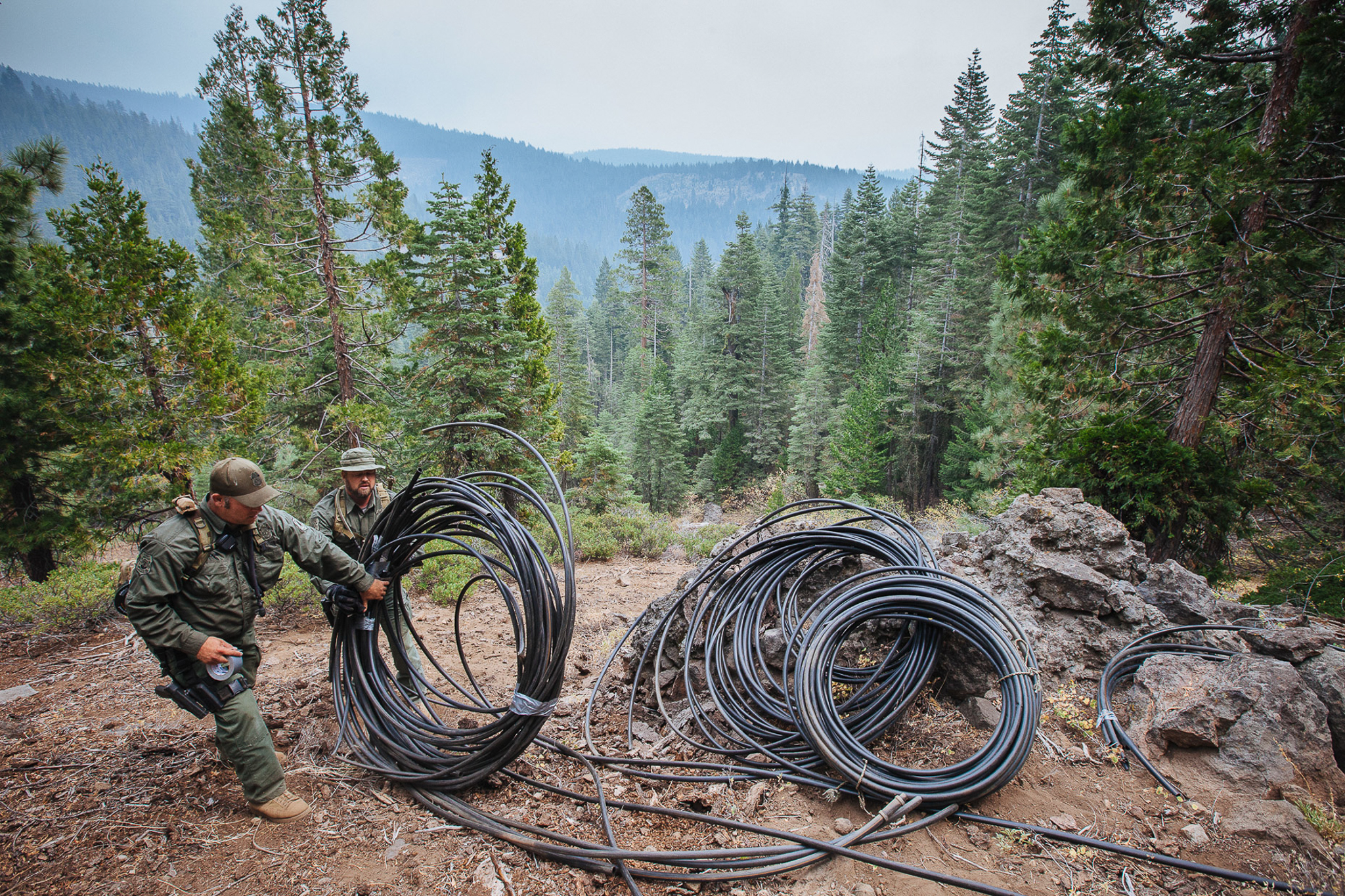 Law-enforcement officers pile coils of irrigation tubing used in marijuana grows. A recent study estimated that water theft for marijuana grows is equal to some 430 million liters per square kilometer of crop, roughly the same amount of water needed per acre in an almond orchard.
