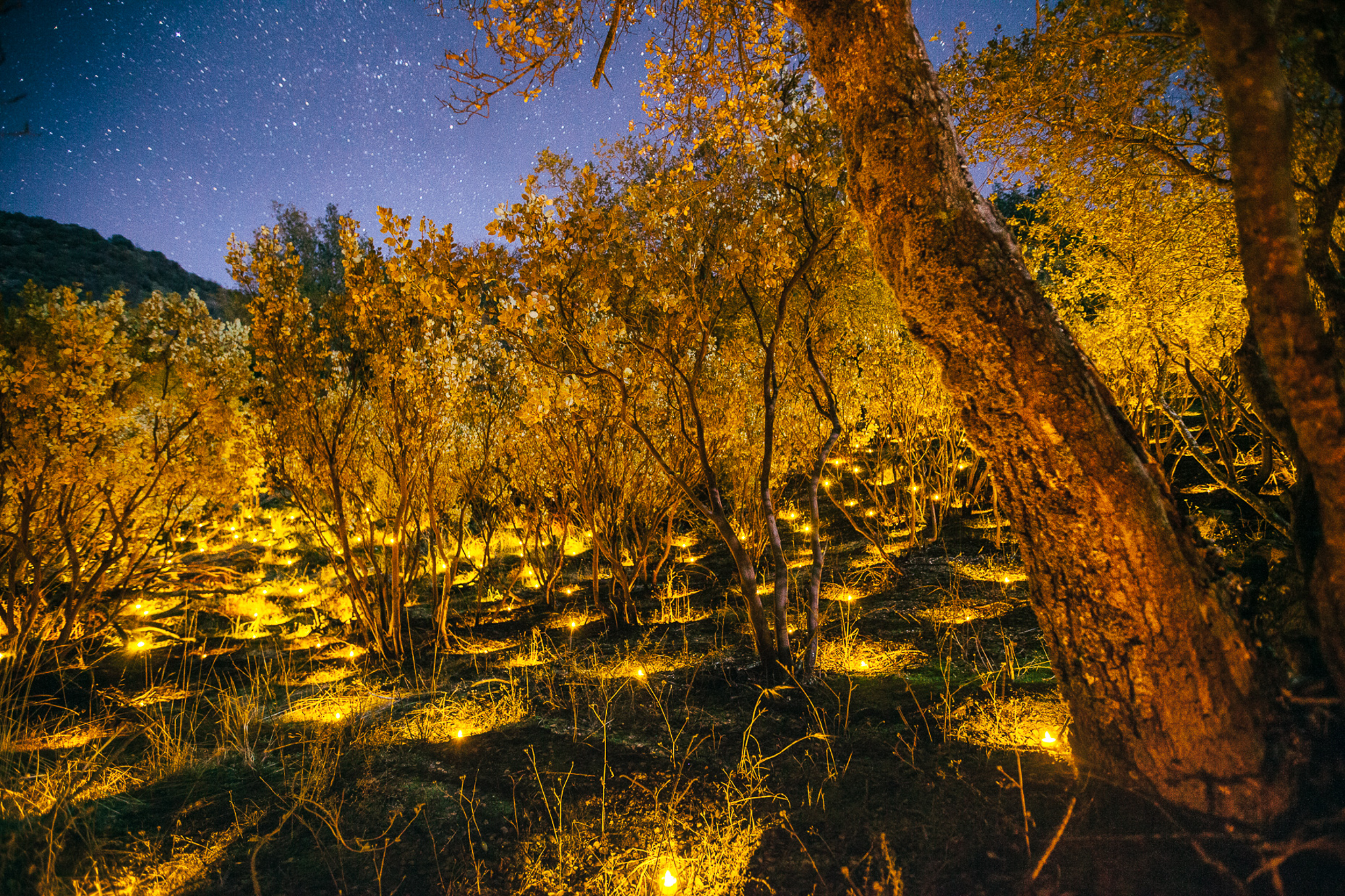 Electric tea lights illuminate the placement of plants in a marijuana grow in Sierra National Forest.