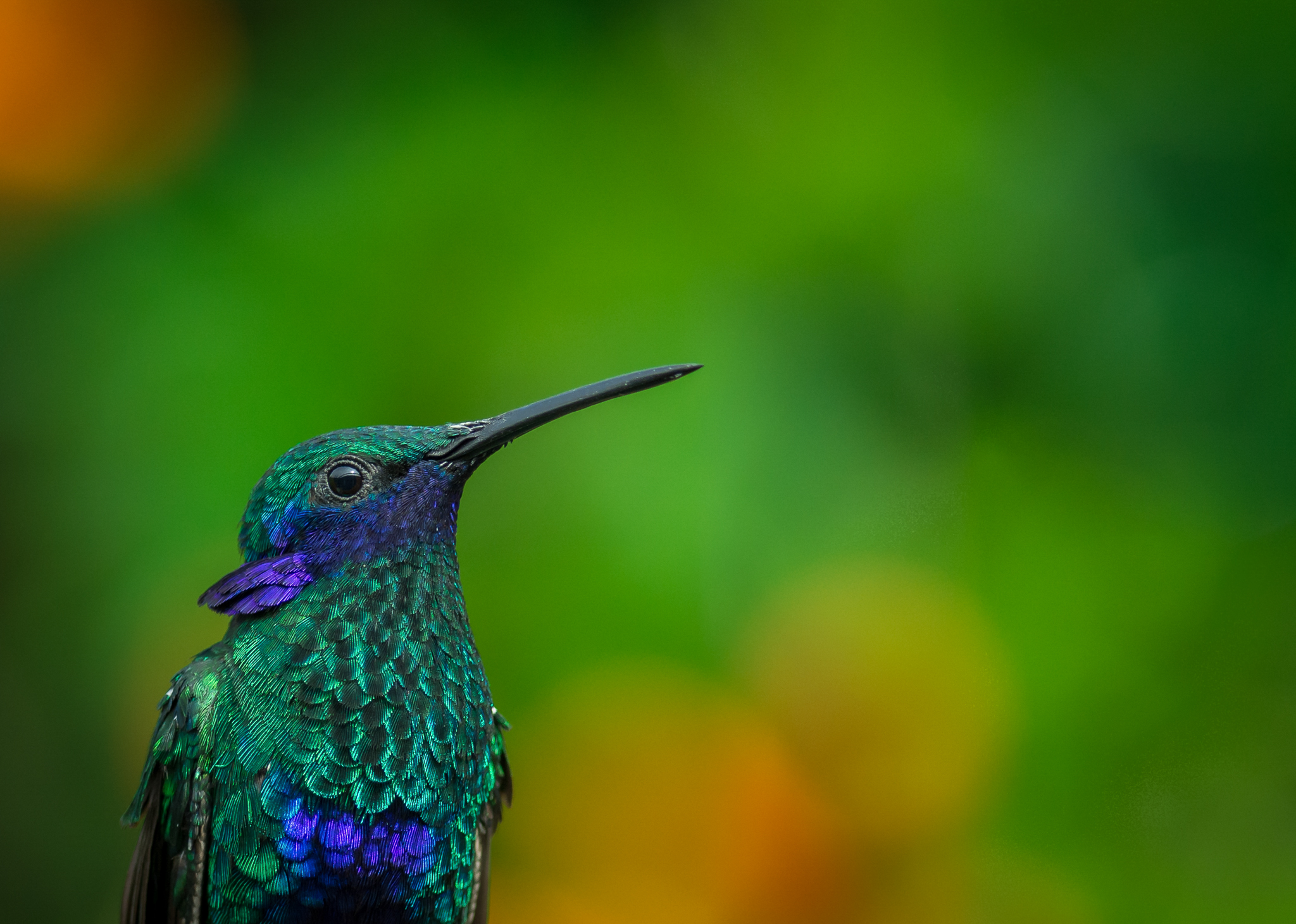 A sparkling violet-ear (Colibri coruscans) near San Francisco, a small town in central Colombia. Photograph by Sebastian Di Domenico