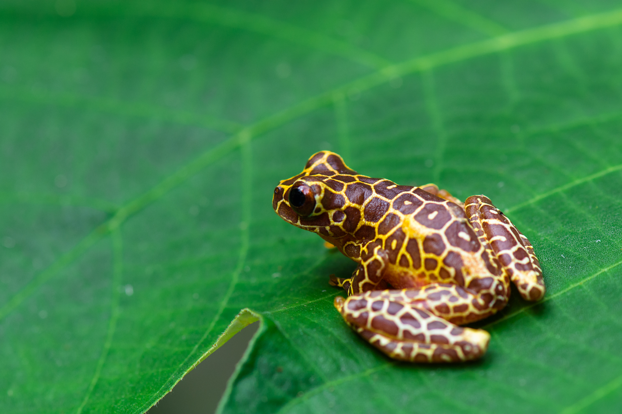 A triangle treefrog (Dendropsophus triangulum) at the Reserva Natural Tanimboca in the southernmost tip of Colombia. Photograph by Sebastian Di Domenico