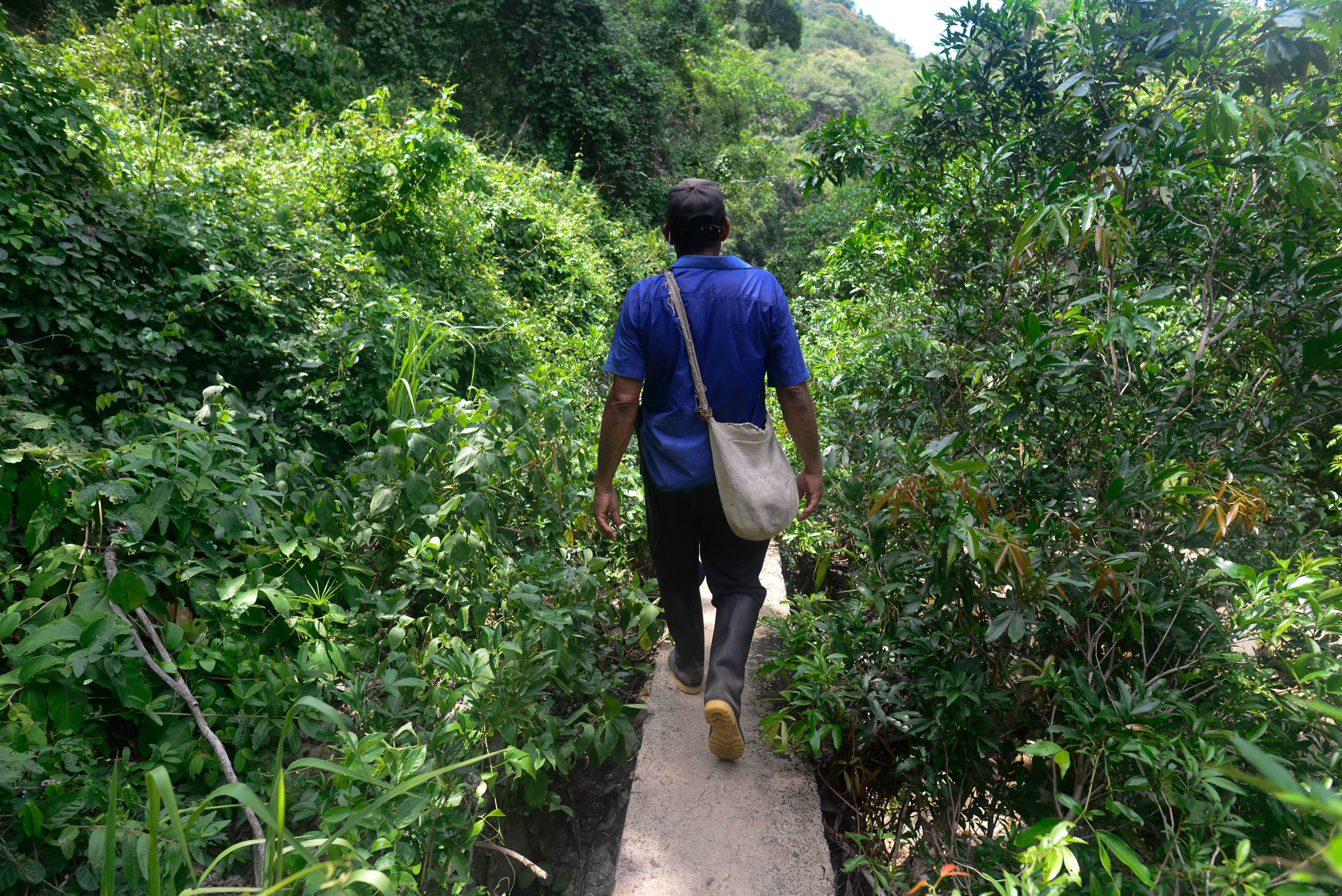 Wilfredo Acósta walks across a concrete bridge that winds through the jungle in Santa Rita de la Sierra during hiking guide training. Photograph by Lindsay Fendt
