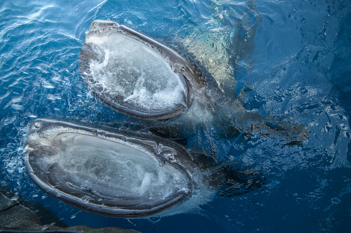 A pair of whale sharks gulp huge mouthfuls of fishy water streaming off the bagan.