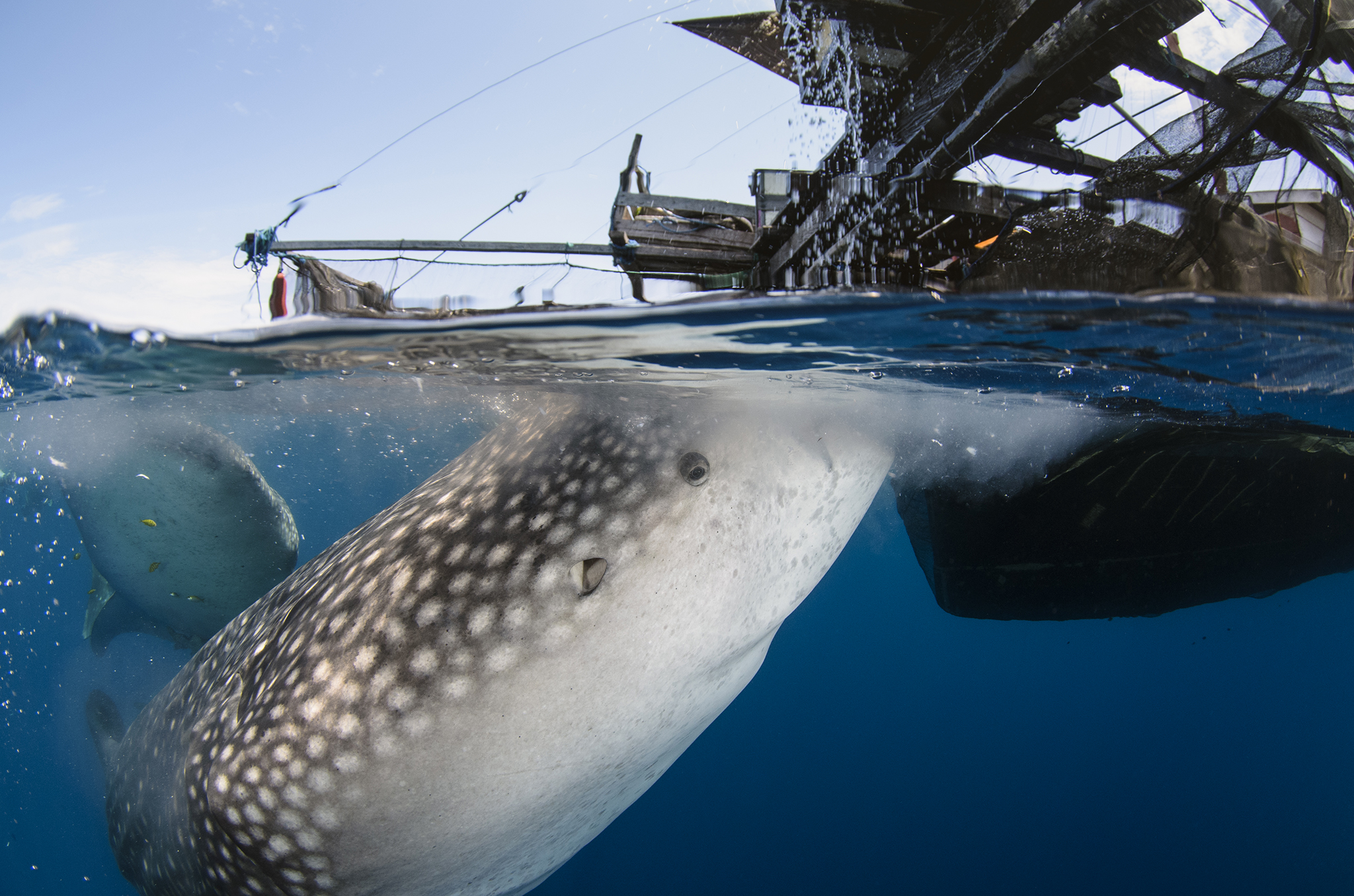 A whale shark opens its mouth under the stream of fishy water that spills over the side of the fishermen’s bagan.