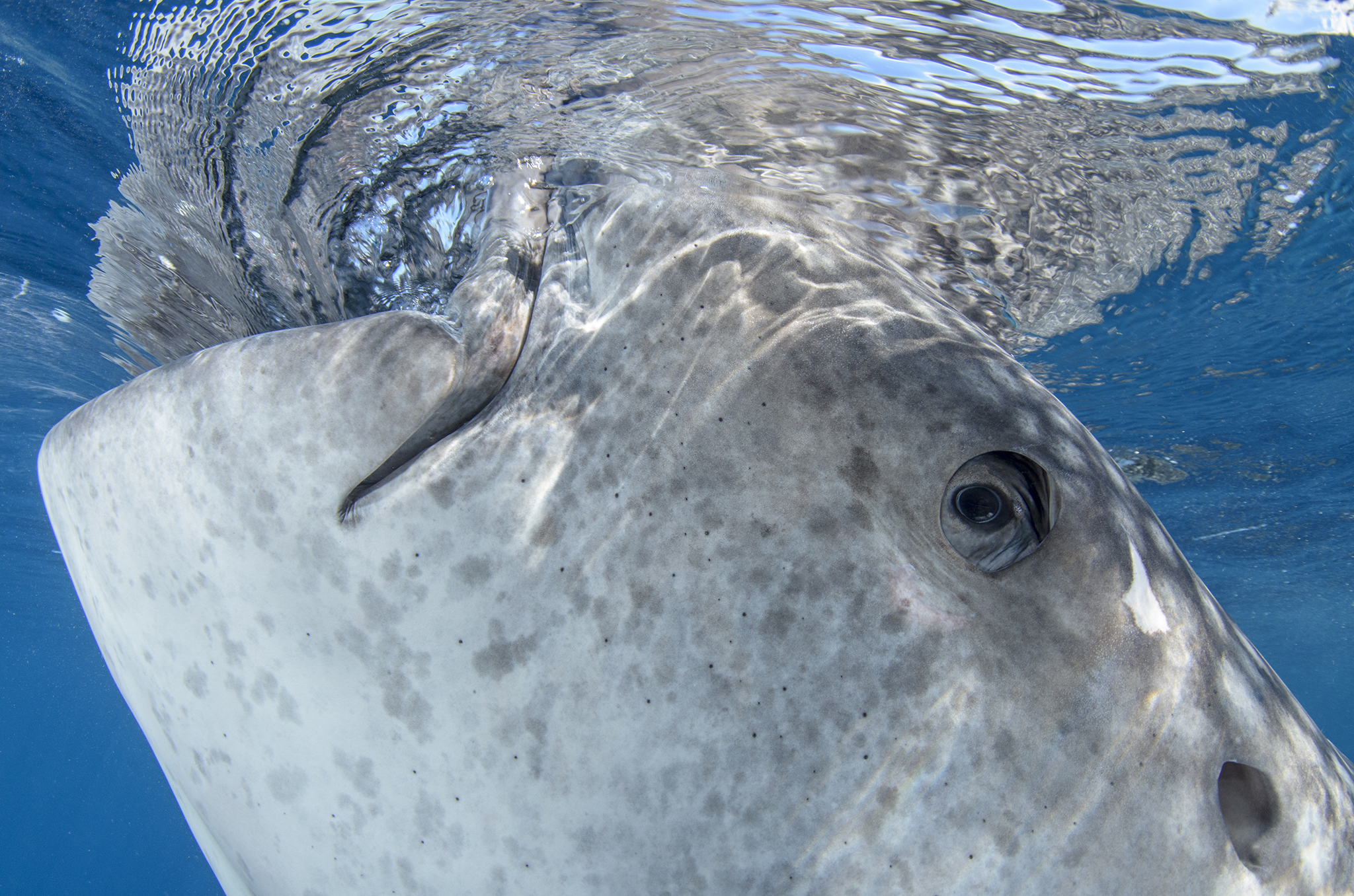 A juvenile male whale shark gulps a mouthful of water under a fishing platform in Cenderawasih Bay.