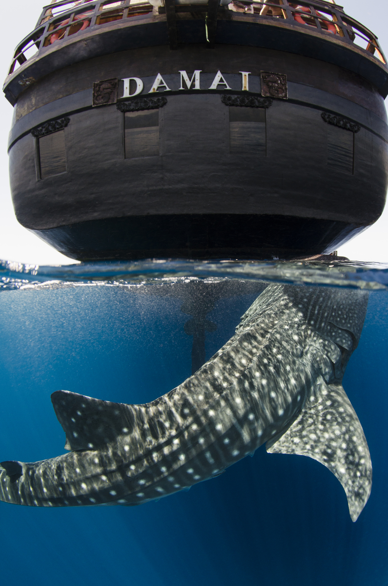 A whale shark surfaces beneath the Indonesian sailboat, the Damai, which served as the photographer’s home based while in Cenderawasih Bay.
