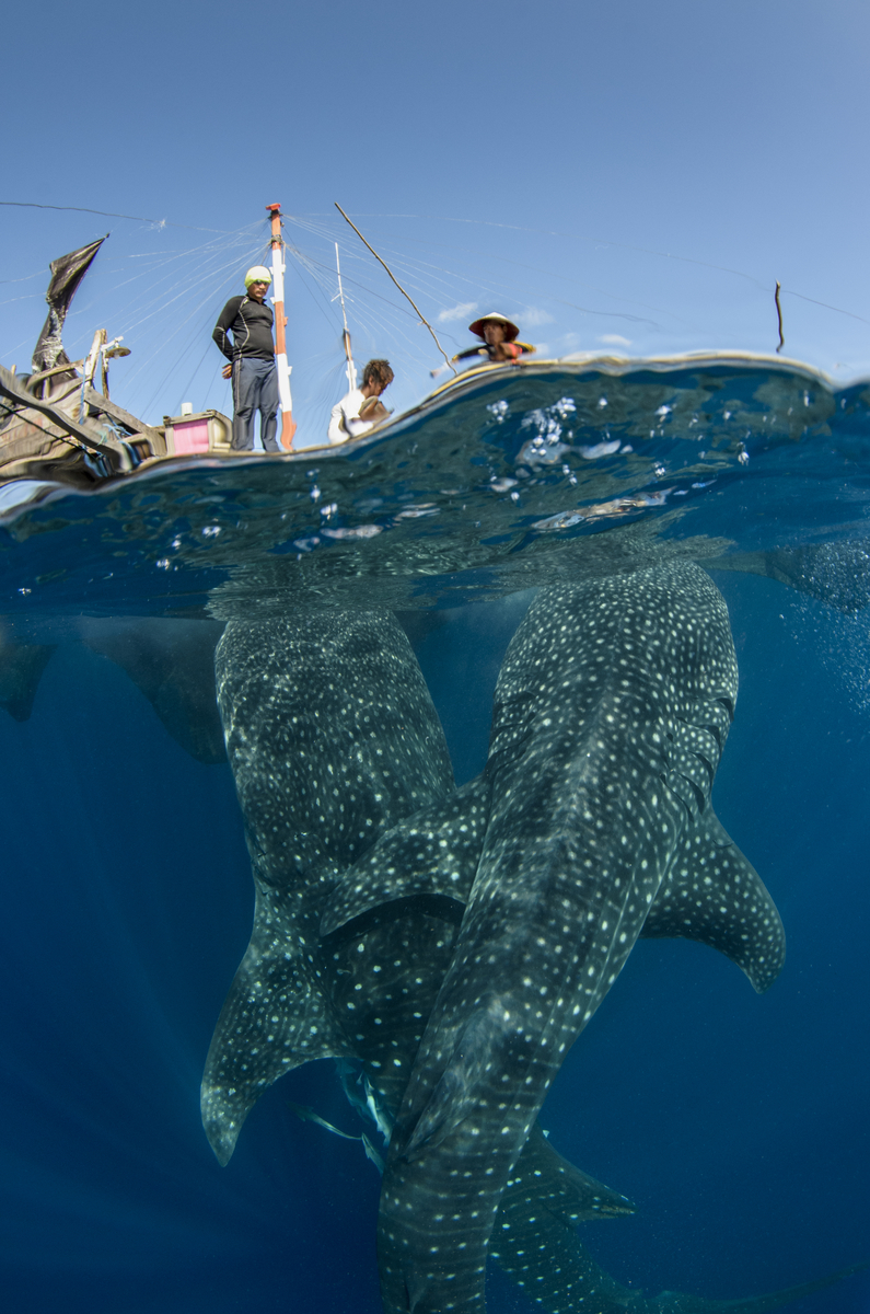 In many areas of the South Pacific, fishermen use floating platforms from which to set illuminated nets to attract and catch baitfish at night. Here in Cenderwasih Bay in West Papua, Indonesia, these same platforms, called bagans, also attract whale sharks, which feed on the same baitfish the fishermen target.