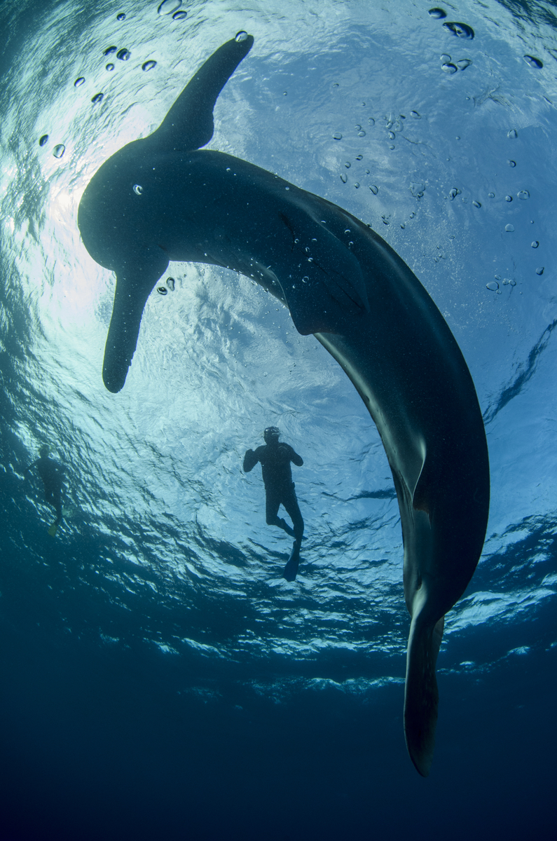 Whale sharks are the world’s largest fish with confirmed measurements of more than 12 meters (40 feet) long and more than 18 metric tons. They are indeed the largest, non-whale, species on the planet.